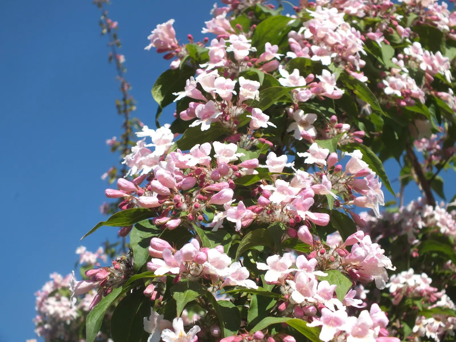 Beauty Bush (Kolkwitzia Amabilis) — or as a backdrop for perennial flower beds