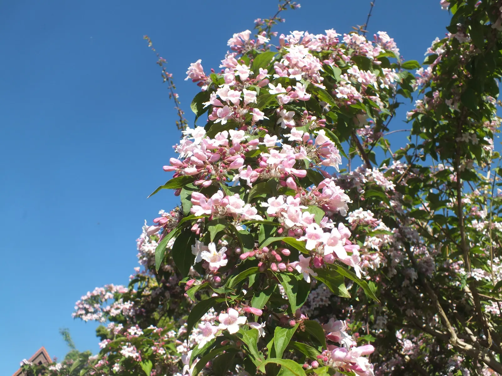Beauty Bush (Kolkwitzia Amabilis) — This arching plant prefers well-drained soil and full sun to partial shade