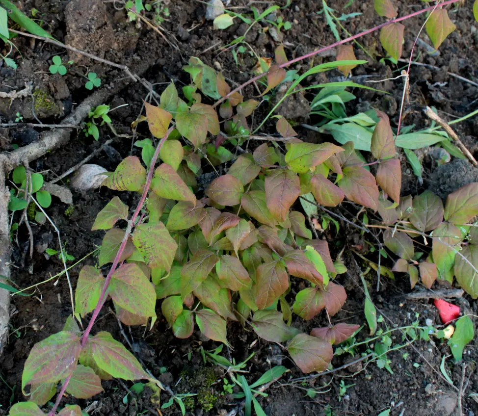 Beauty Bush (Kolkwitzia Amabilis) — which may grow up to 3 inches long