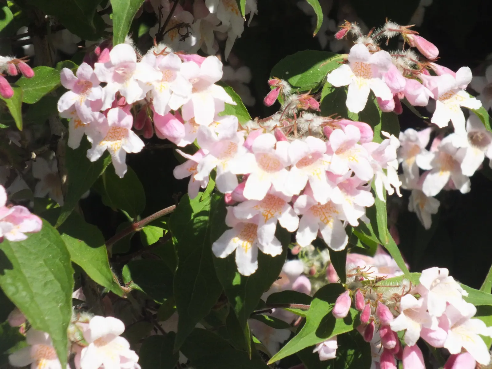 Beauty Bush (Kolkwitzia Amabilis) — This arching plant prefers well-drained soil and full sun to partial shade; capsule-like fruit that provides autumn interest