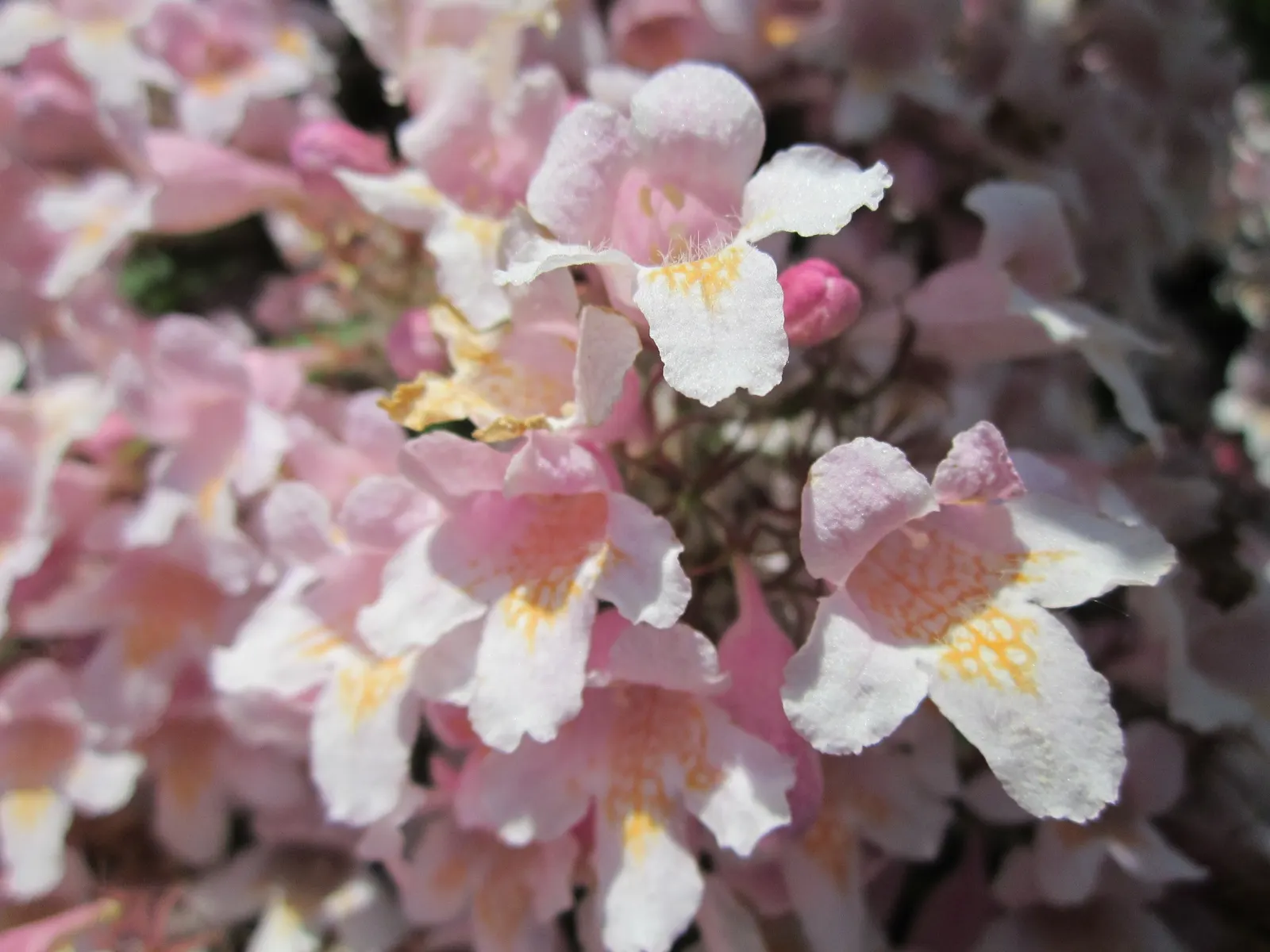 Beauty Bush (Kolkwitzia Amabilis) — Kolkwitzia amabilis, commonly called Beauty Bush, is a deciduous shrub reaching 6-10 ft in height and spread; maintenance