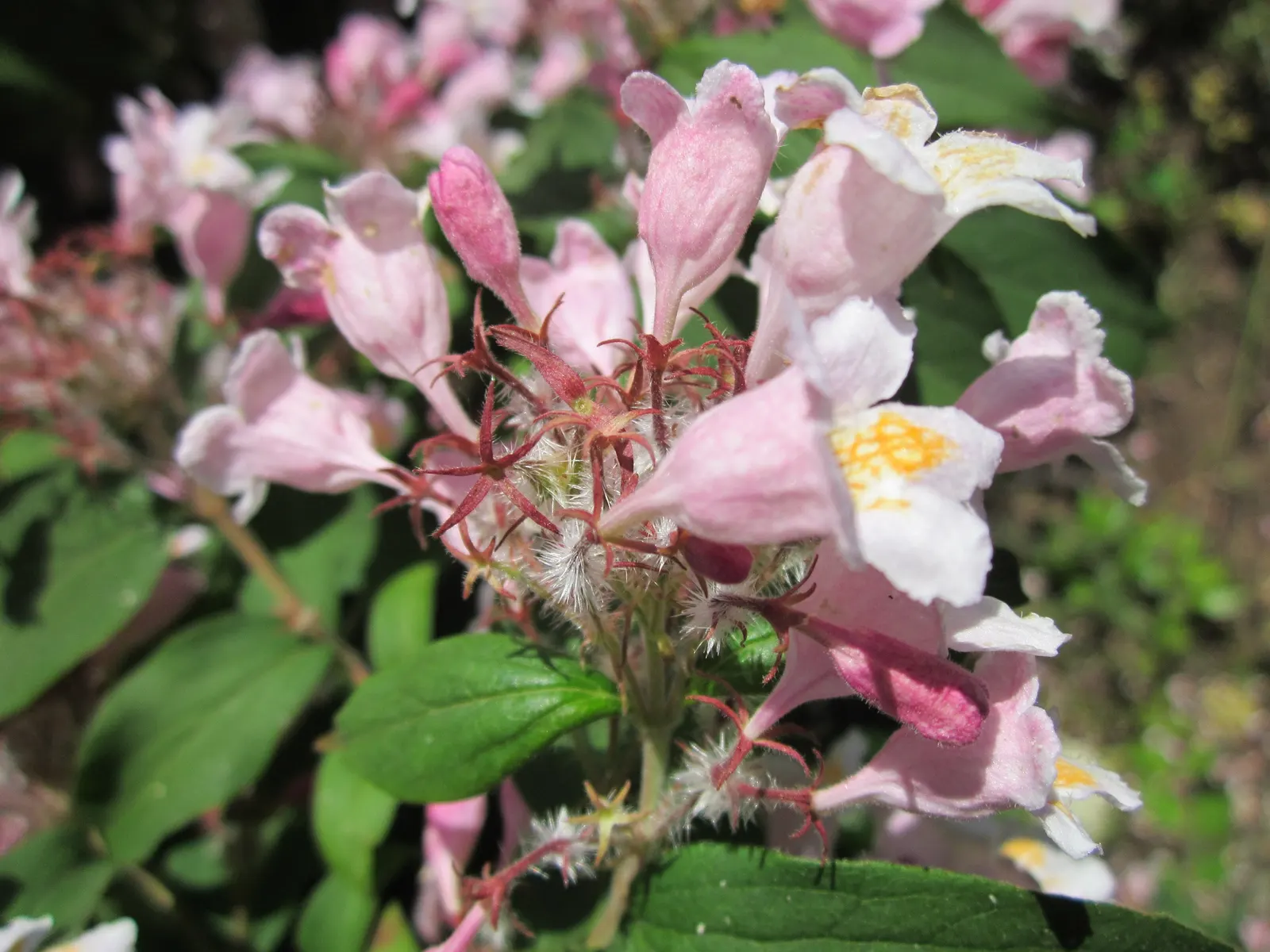 Beauty Bush (Kolkwitzia Amabilis) — Noted for its profuse spring blooms, it bears pink, bell-shaped flowers with a yellow throat