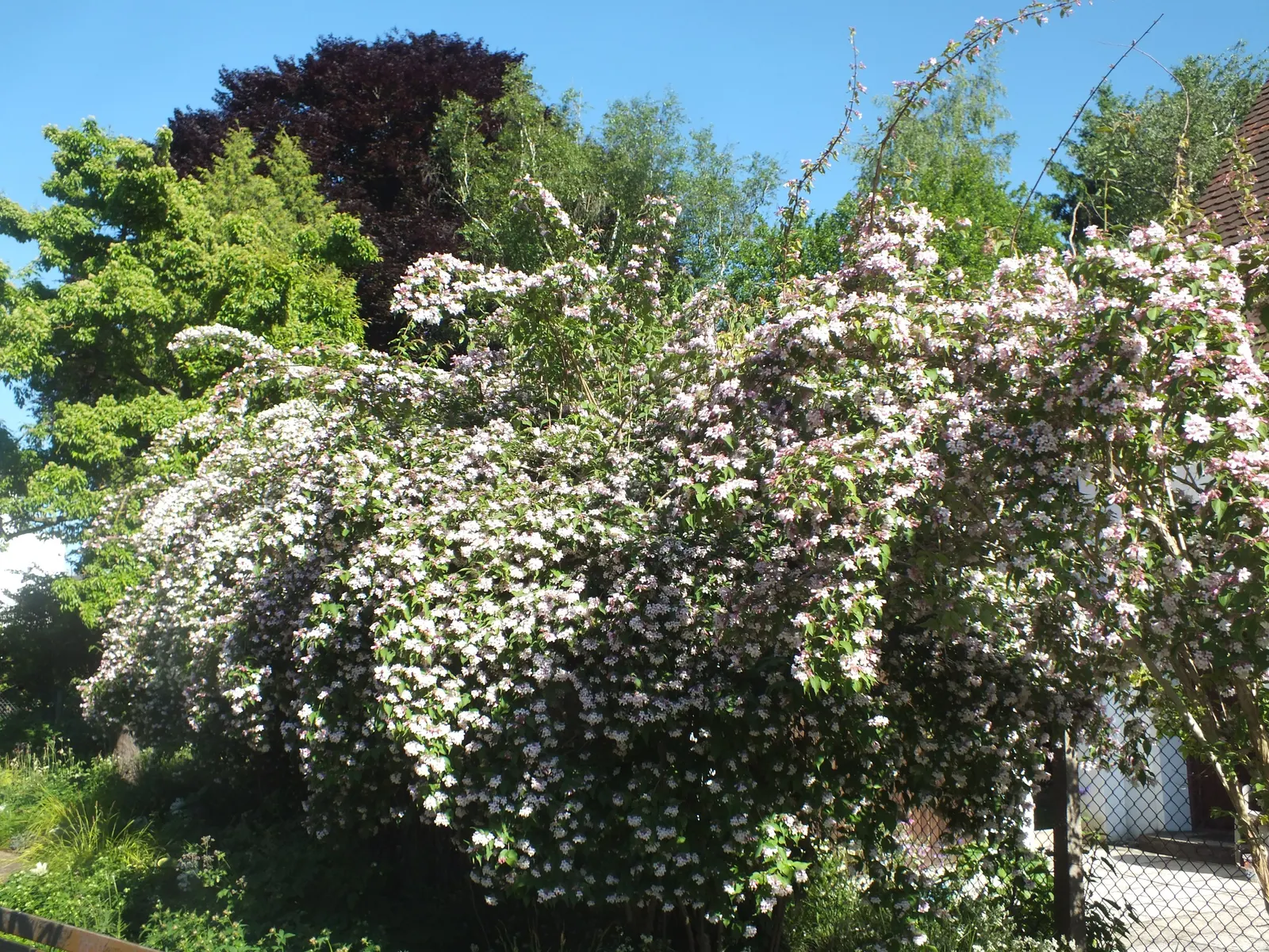 Beauty Bush (Kolkwitzia Amabilis) — Noted for its profuse spring blooms, it bears pink, bell-shaped flowers with a yellow throat; arranged opposite one another
