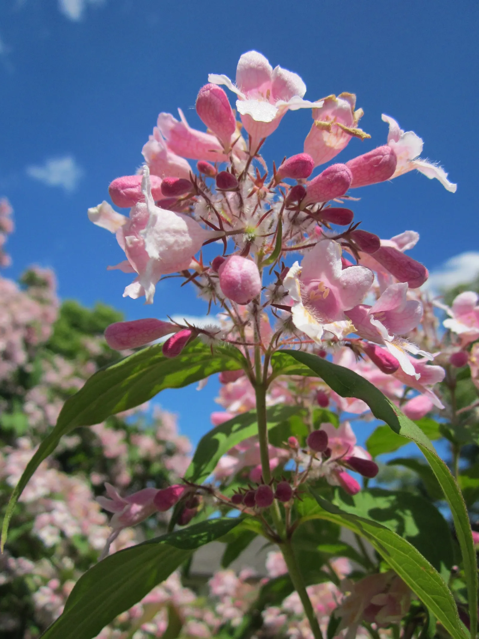 Beauty Bush (Kolkwitzia Amabilis) — Its easy-care, low-maintenance character allows homeowners to enjoy its beauty with minimal effort