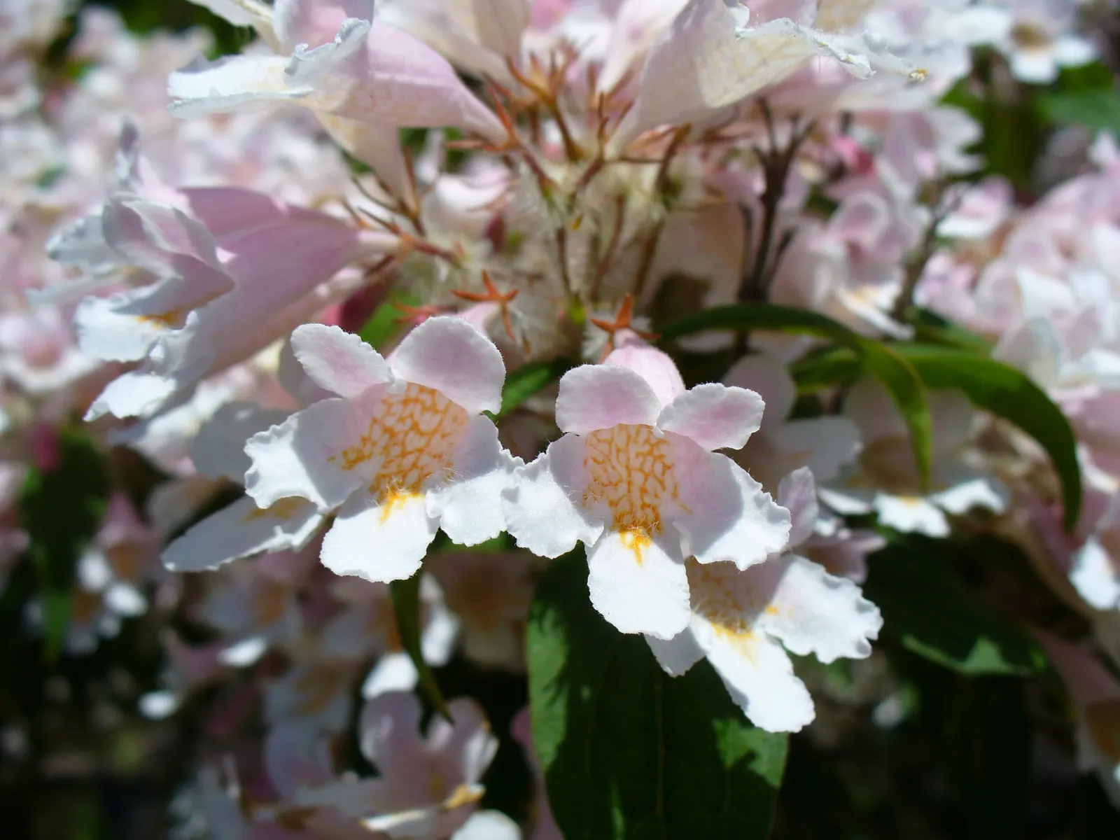 Beauty Bush (Kolkwitzia Amabilis) — Beauty Bush produces a subtle