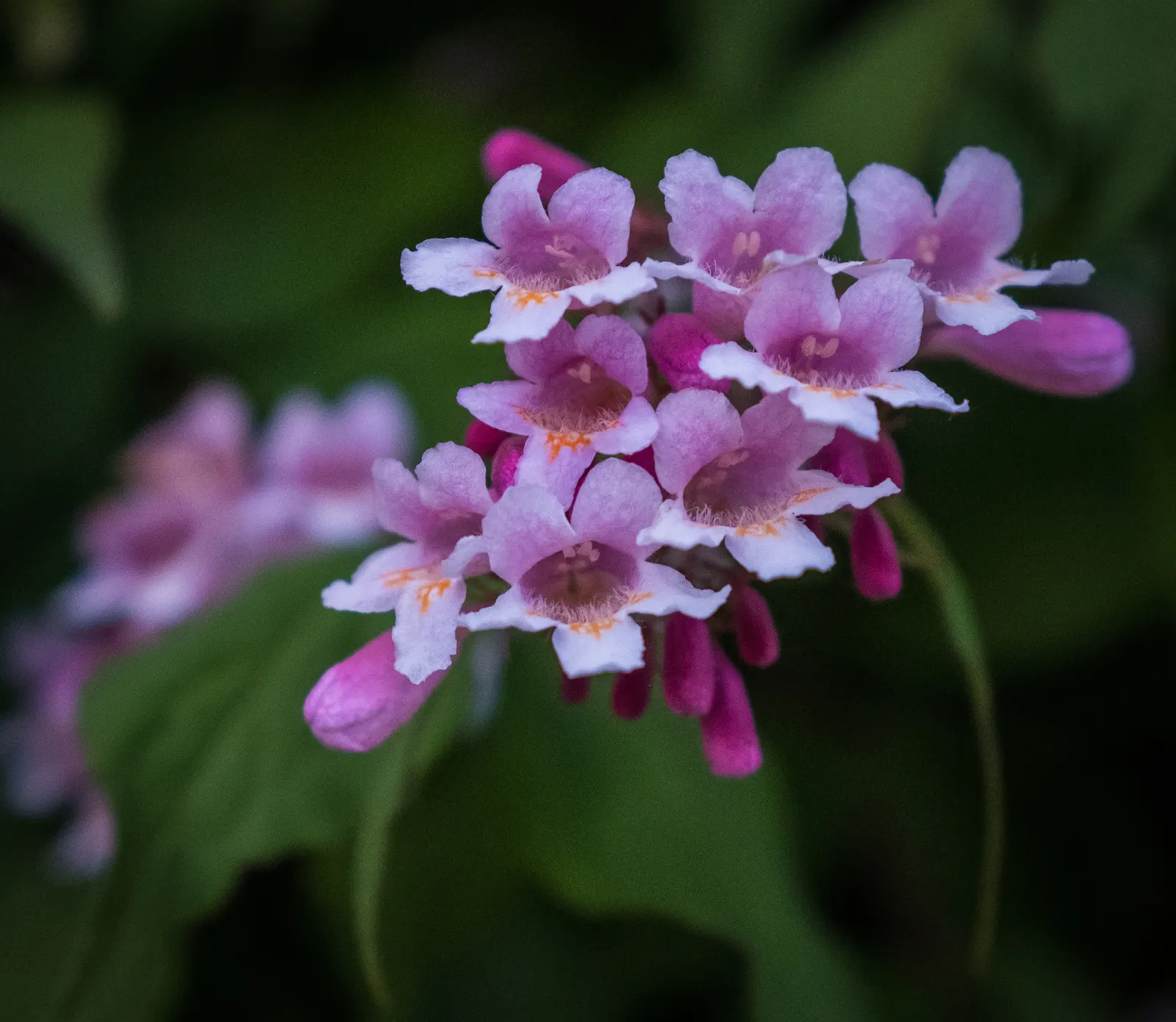 Beauty Bush (Kolkwitzia Amabilis) — arranged opposite one another