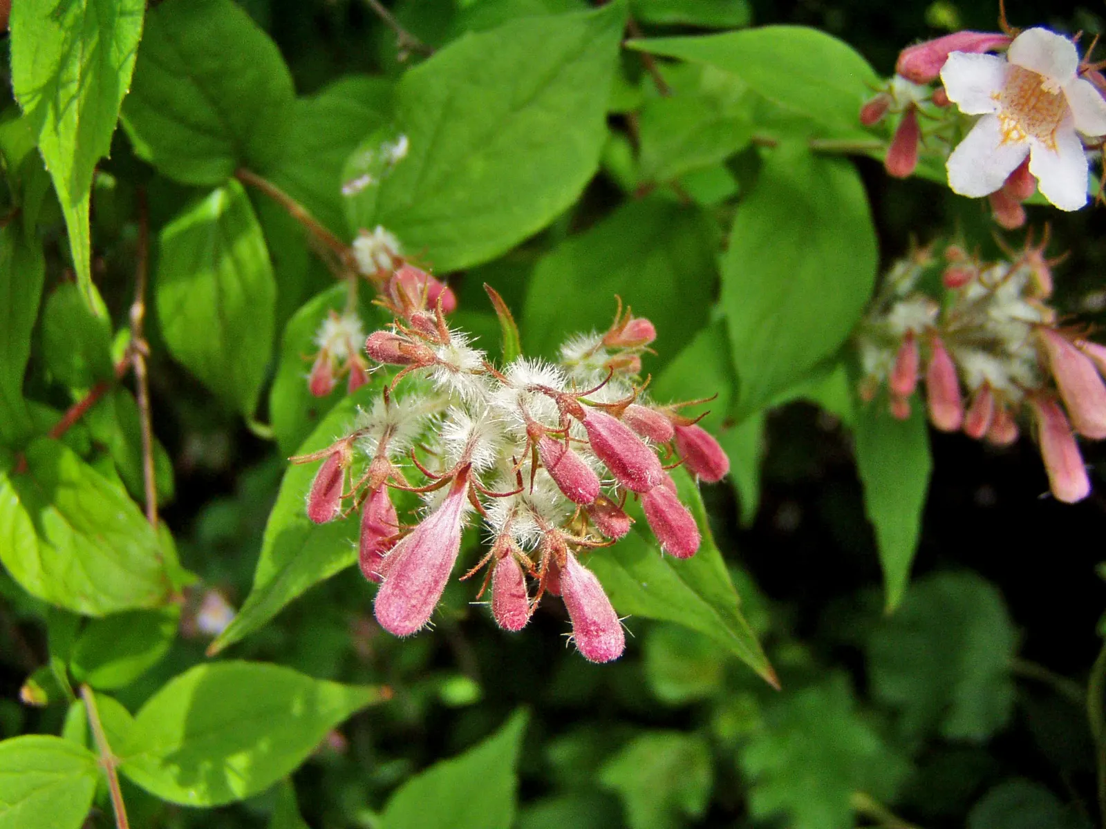 Beauty Bush (Kolkwitzia Amabilis) — shrub with multi-colored and pink and white blooms