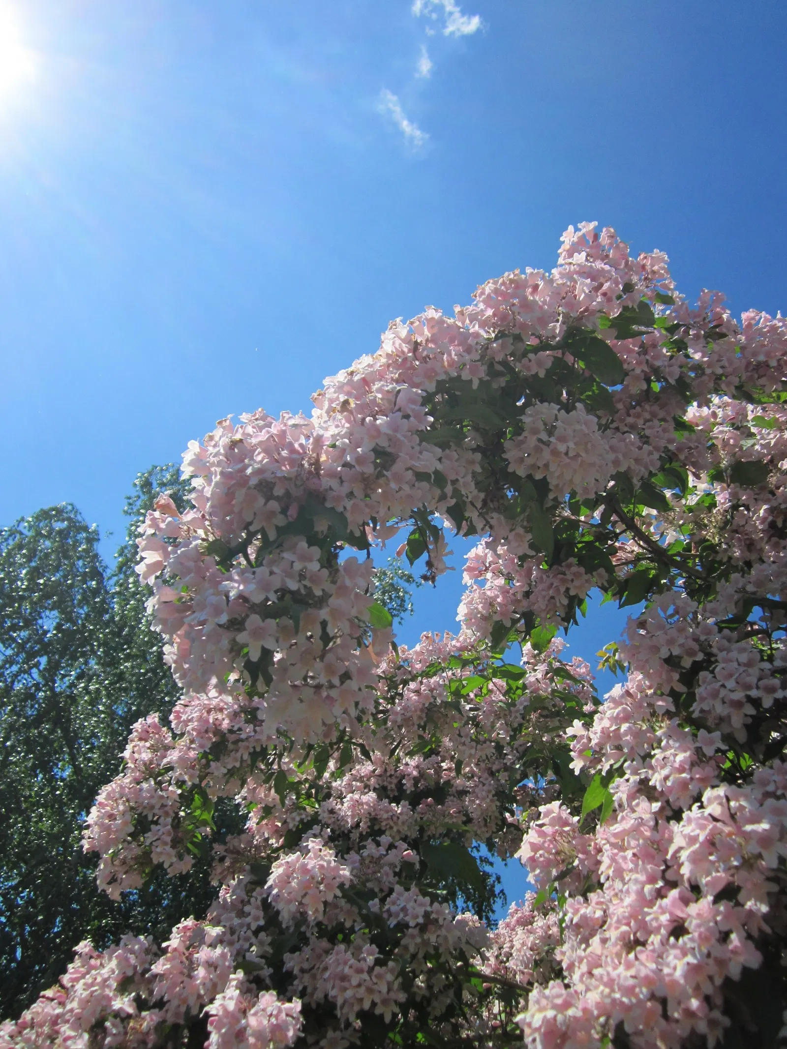 Beauty Bush (Kolkwitzia Amabilis) — These flowers adorn the arching branches in profusion