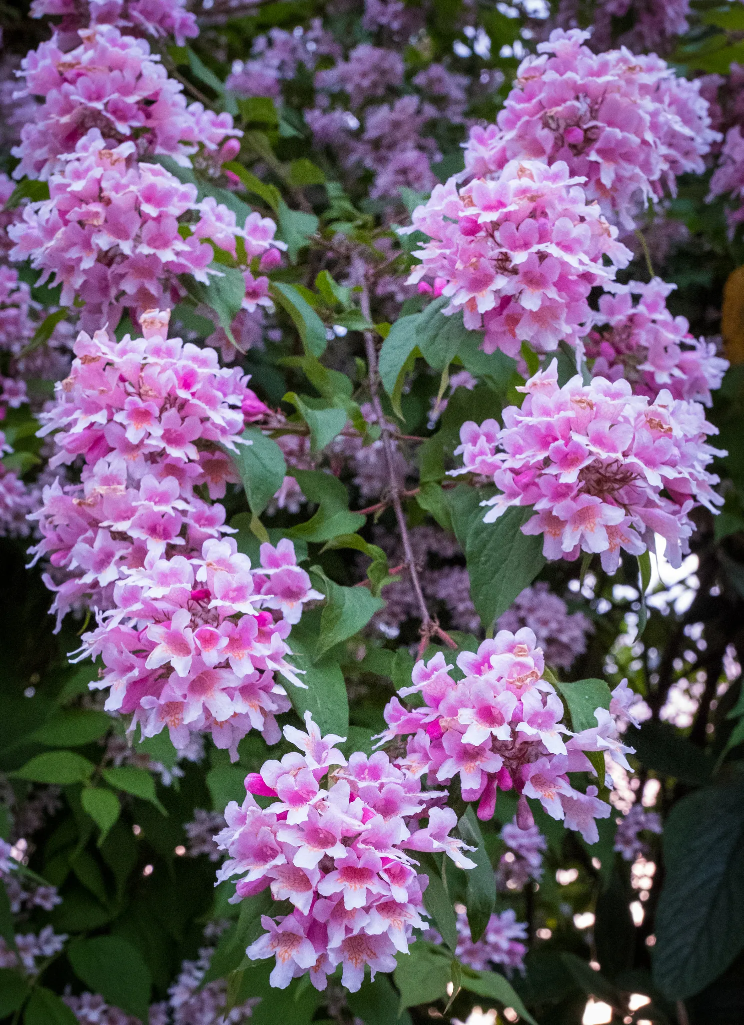 Beauty Bush (Kolkwitzia Amabilis) — vase-like silhouette that can contribute to a graceful layering in landscape design