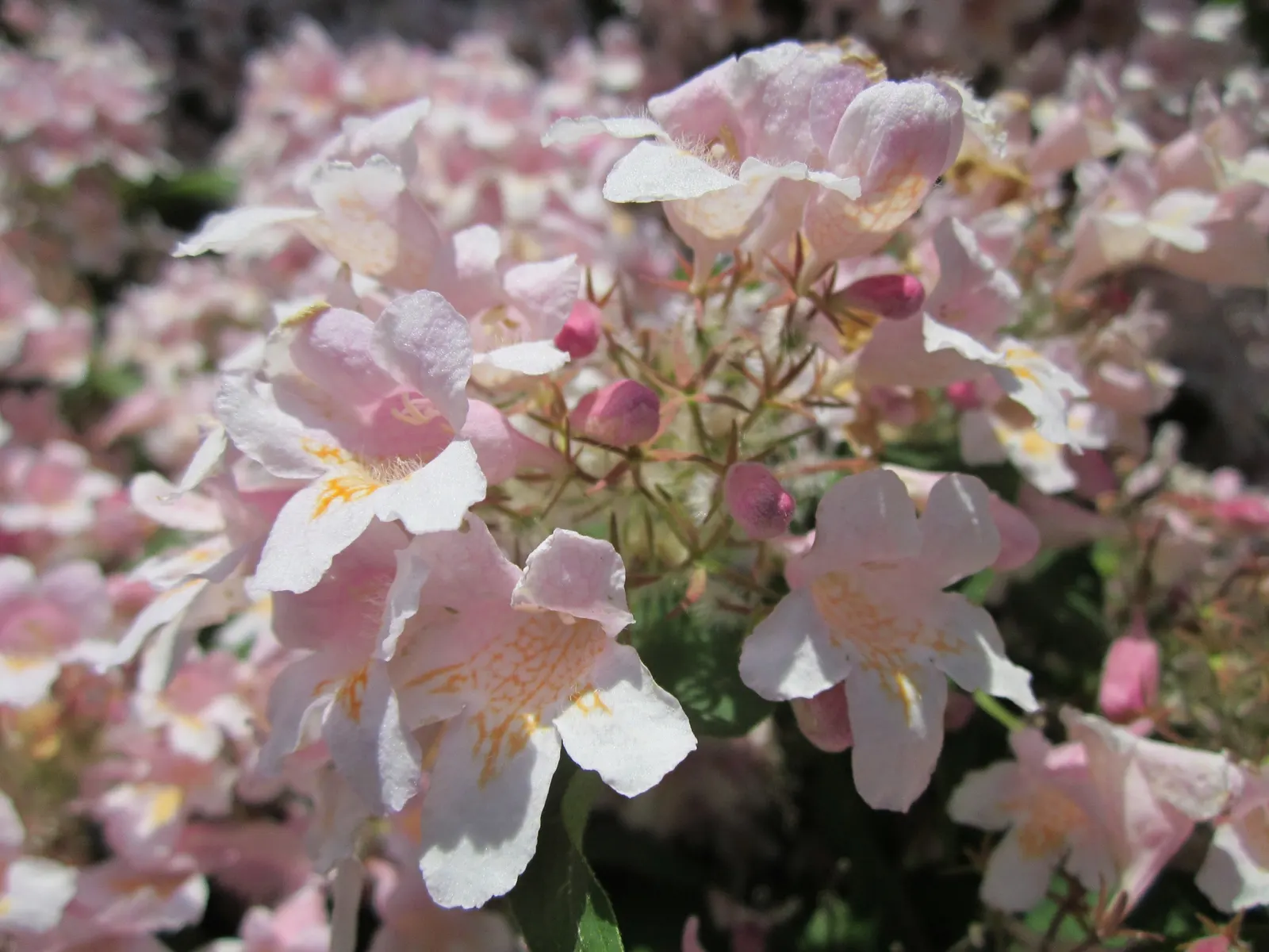 Beauty Bush (Kolkwitzia Amabilis) — it thrives best in well-drained loams and requires moderate watering