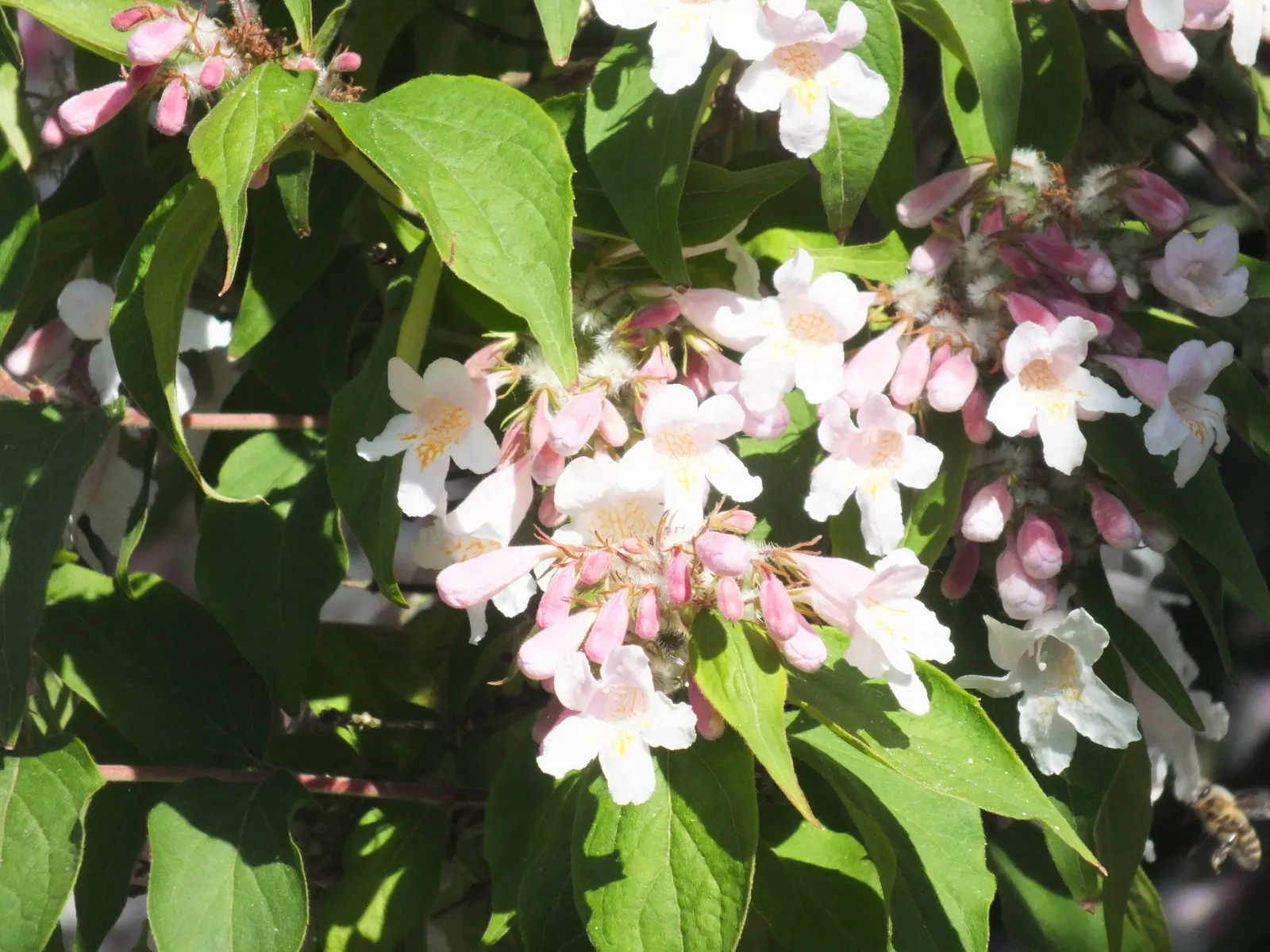 Beauty Bush (Kolkwitzia Amabilis) — Kolkwitzia amabilis, commonly called Beauty Bush, is a deciduous shrub reaching 6-10 ft in height and spread
