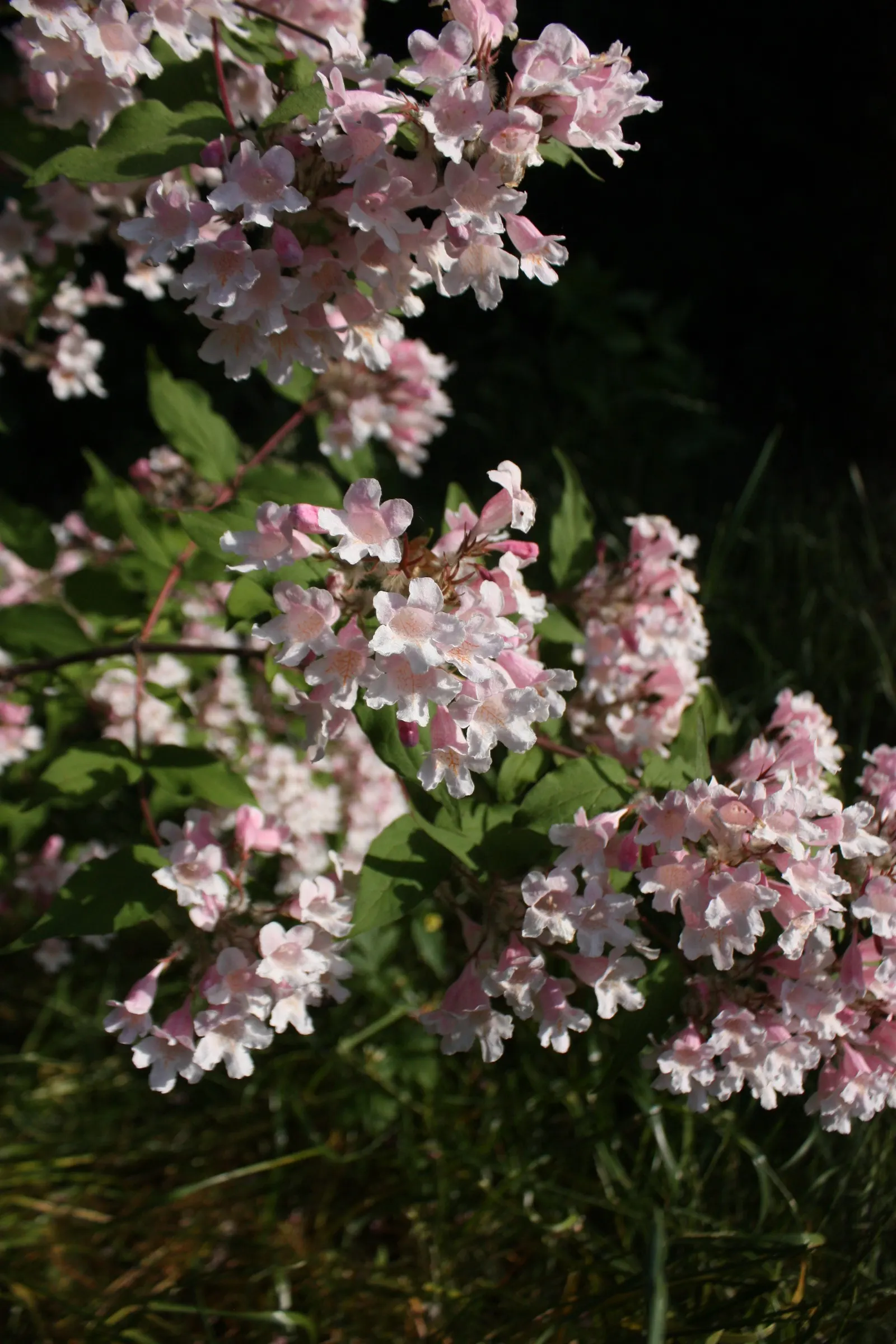 Beauty Bush (Kolkwitzia Amabilis) — making them an eye-catching feature.<br><br>Post-floraison