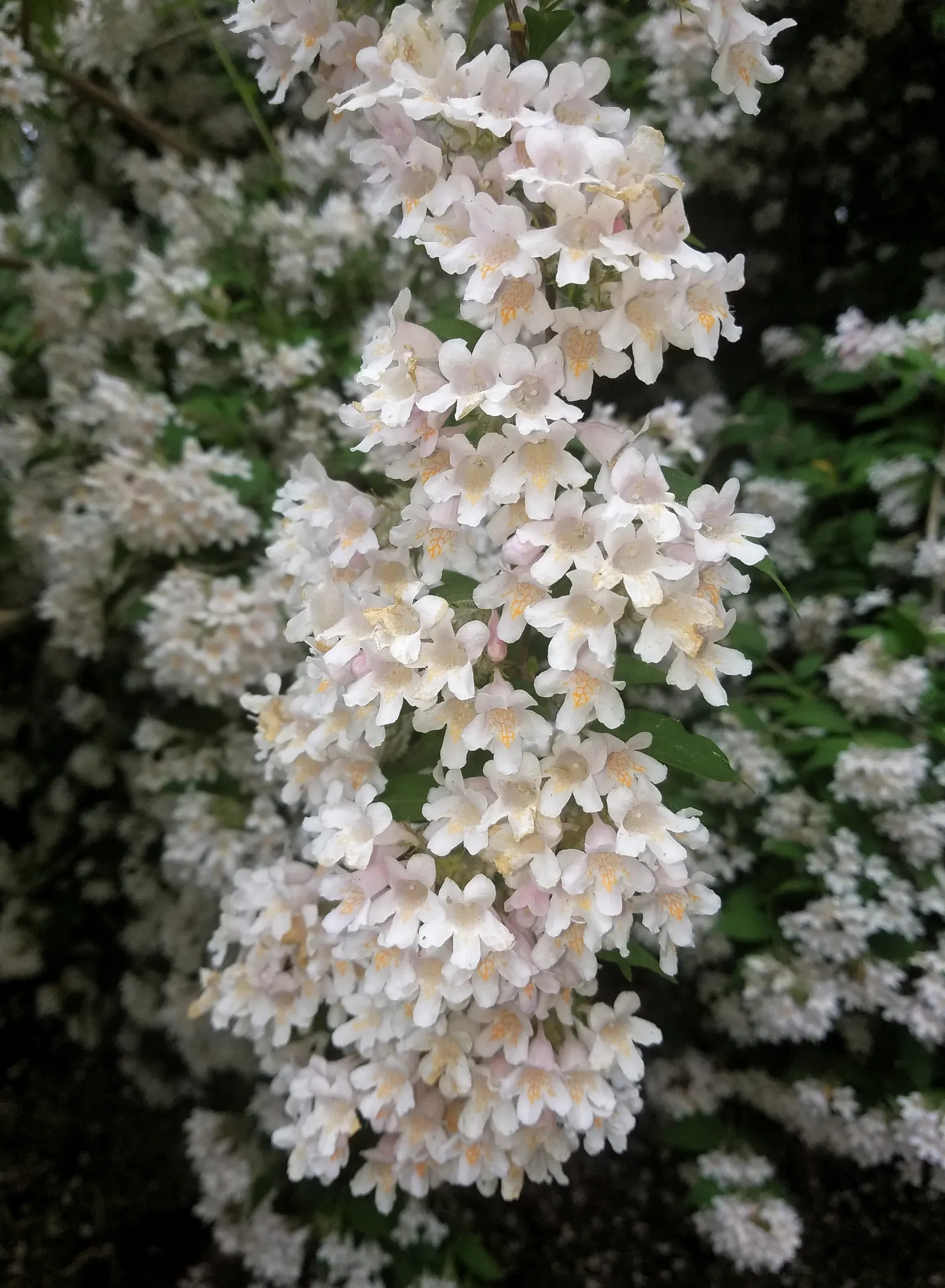 Beauty Bush (Kolkwitzia Amabilis) — With a preference for full sun to light shade