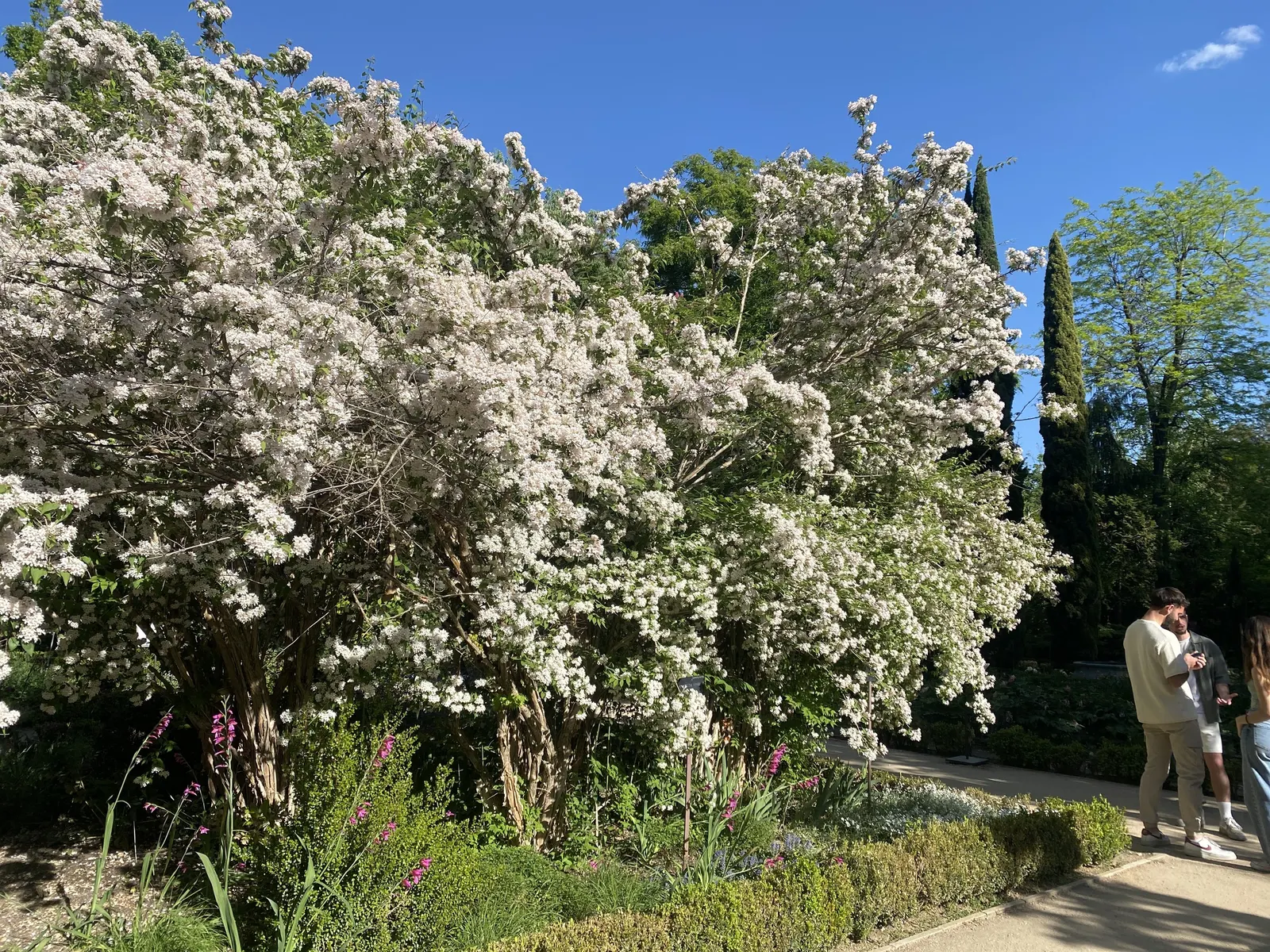 Beauty Bush (Kolkwitzia Amabilis) — scientifically named Kolkwitzia amabilis
