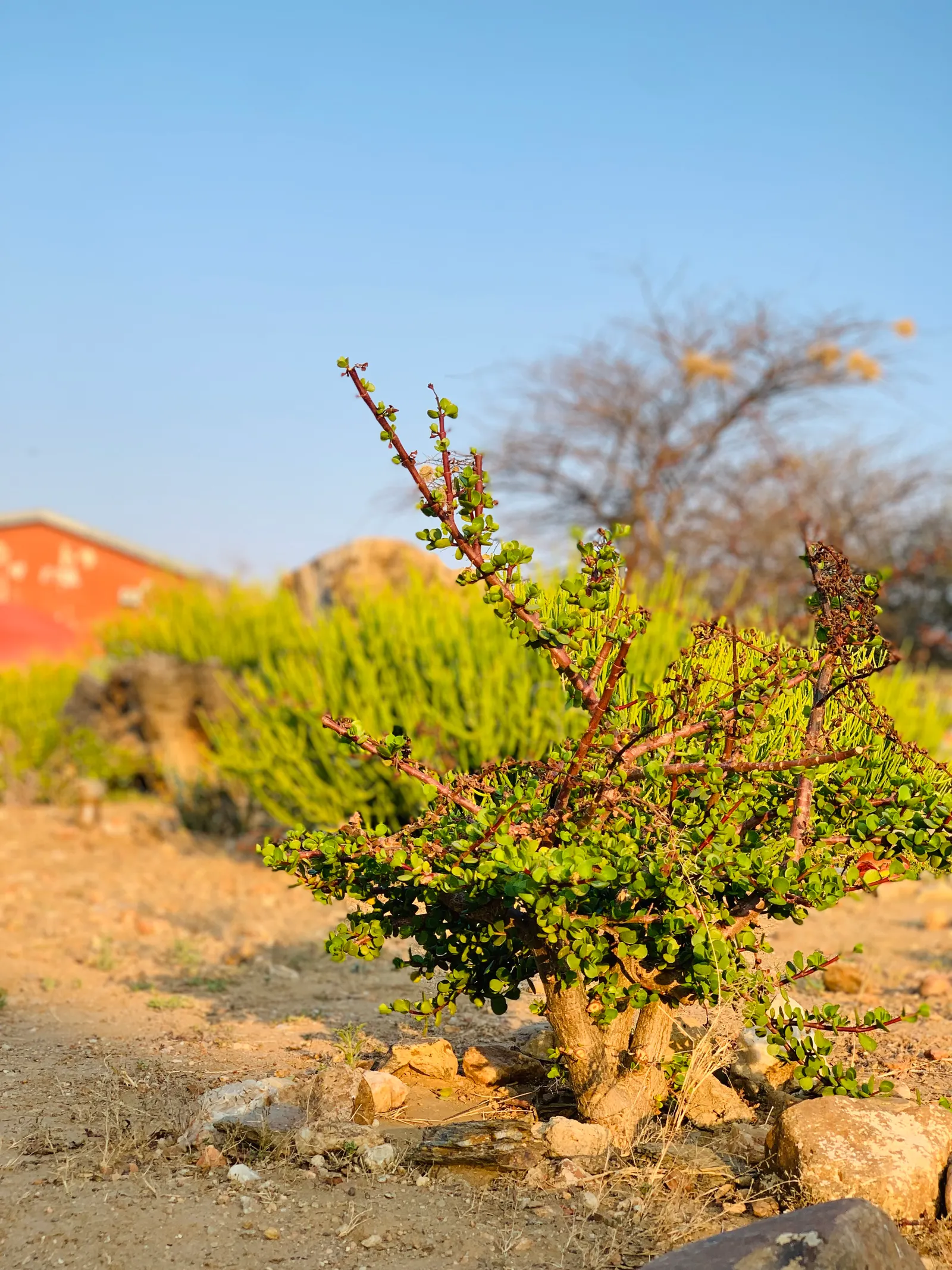 Beauty Bush (Kolkwitzia Amabilis) — shrub for full or half
