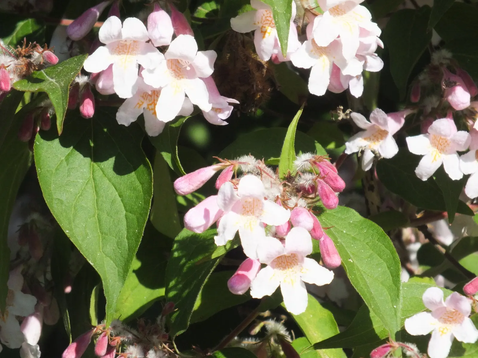 Beauty Bush (Kolkwitzia Amabilis) — offers a delightful springtime spectacle in any garden