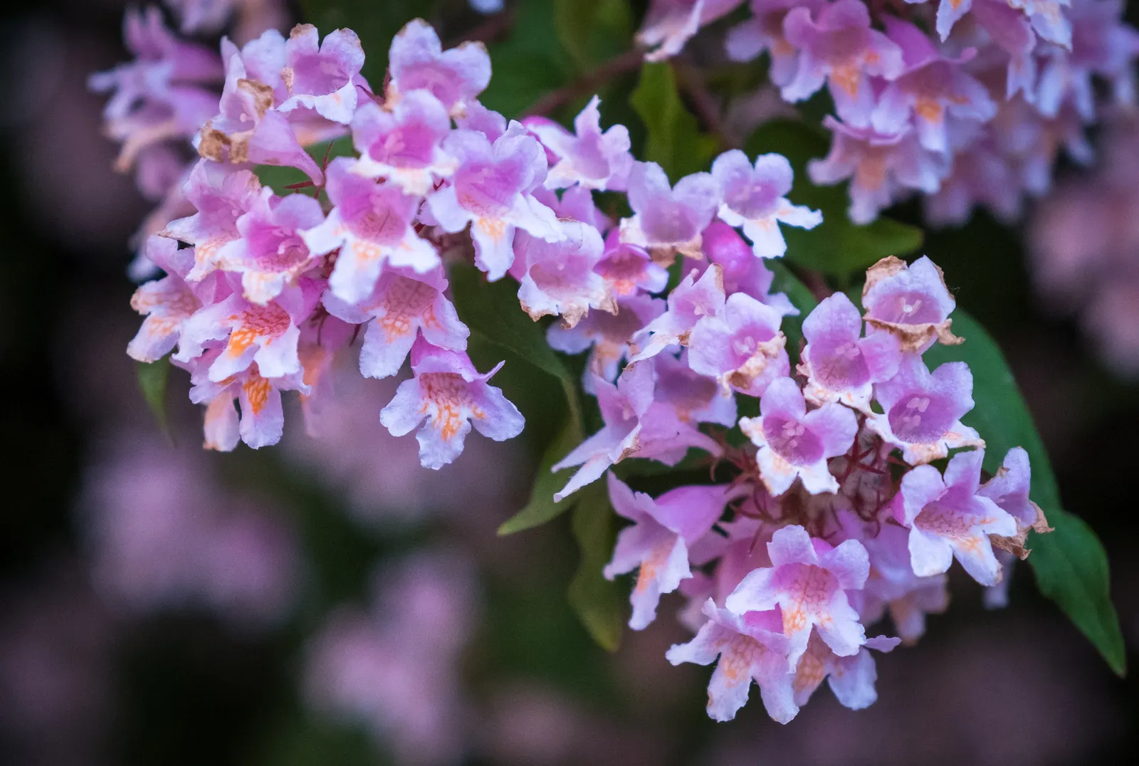 Beauty Bush (Kolkwitzia Amabilis) — This East Asian native is hardy in USDA zones 4 through 8.<br><br>Its foliage consists of simple leaves