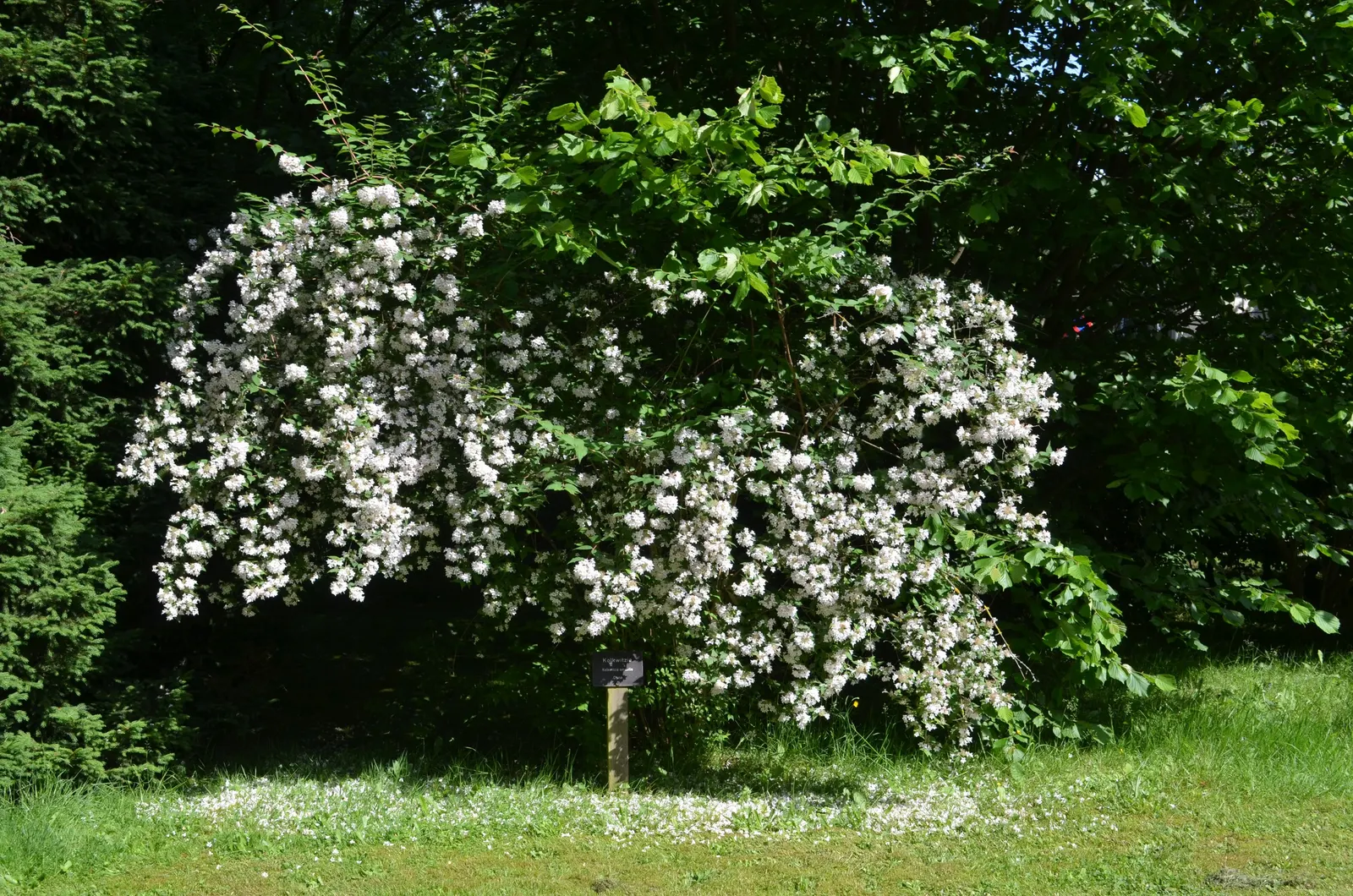 Beauty Bush (Kolkwitzia Amabilis) — it typically reaches a mature size of 6 to 10 feet in height and spreads equally wide to 6 to 10 feet