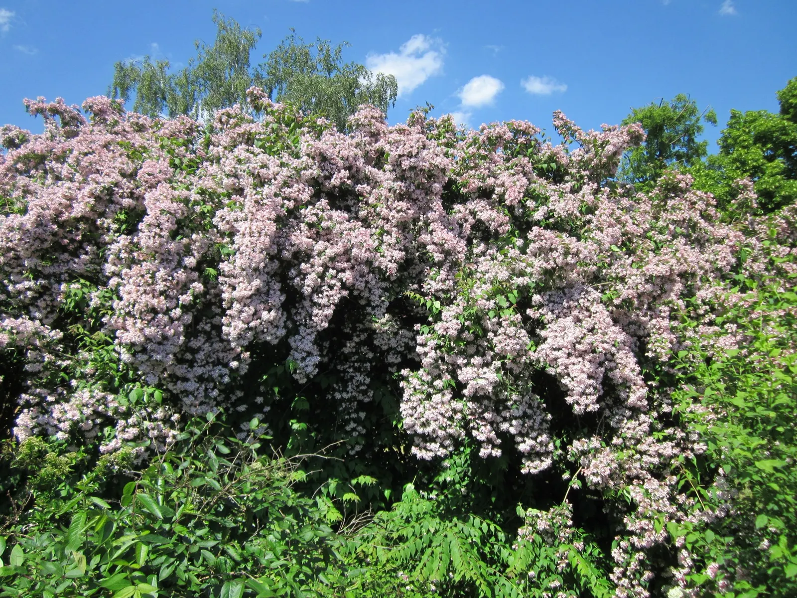 Beauty Bush (Kolkwitzia Amabilis) — are its blooms: In late spring to early summer