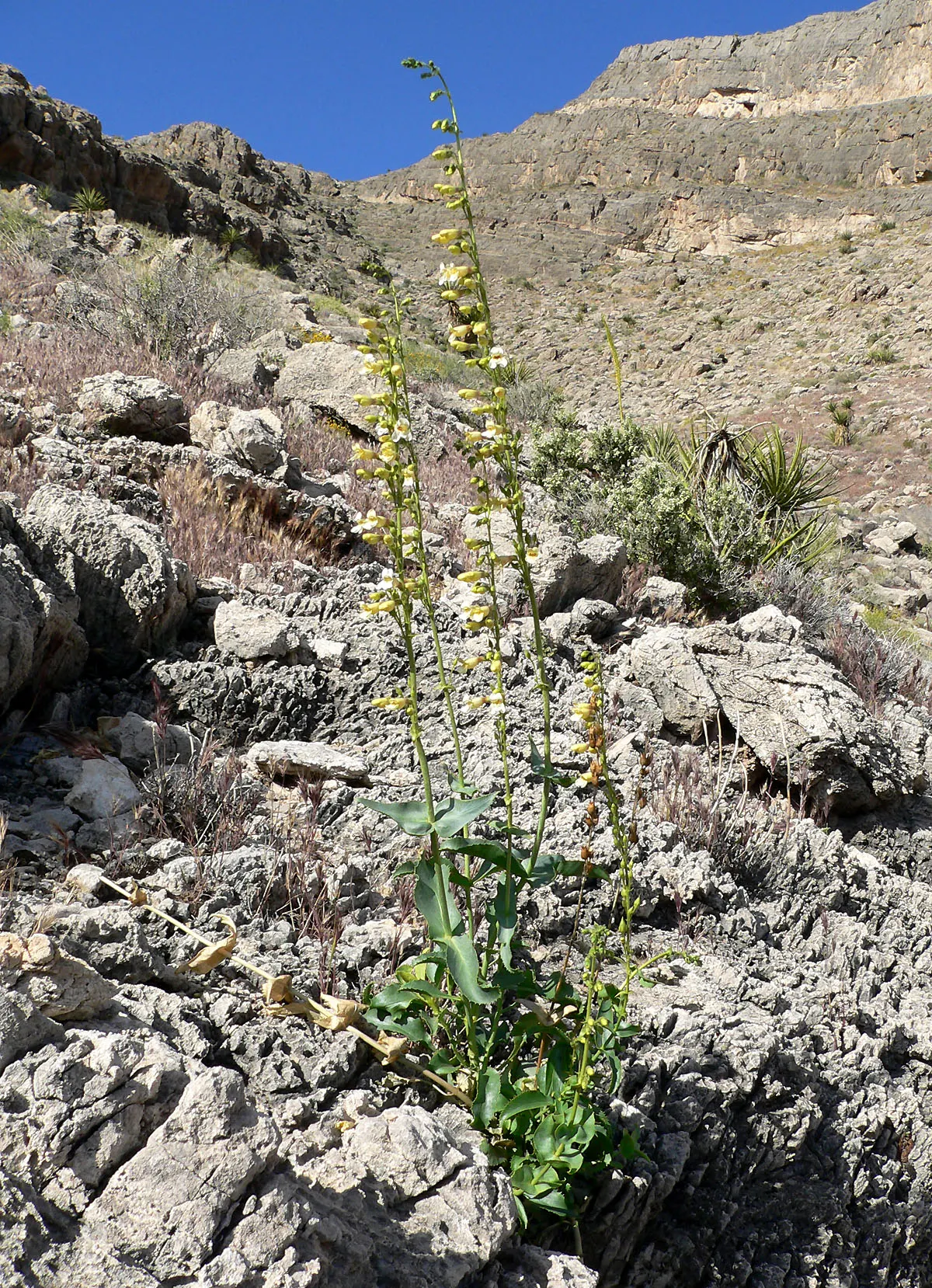 Desert Penstemon (Penstemon Pseudospectabilis) — it reaches 2-3 feet in height and spreads up to 24 inches; regular deadheading can promote longer flowering