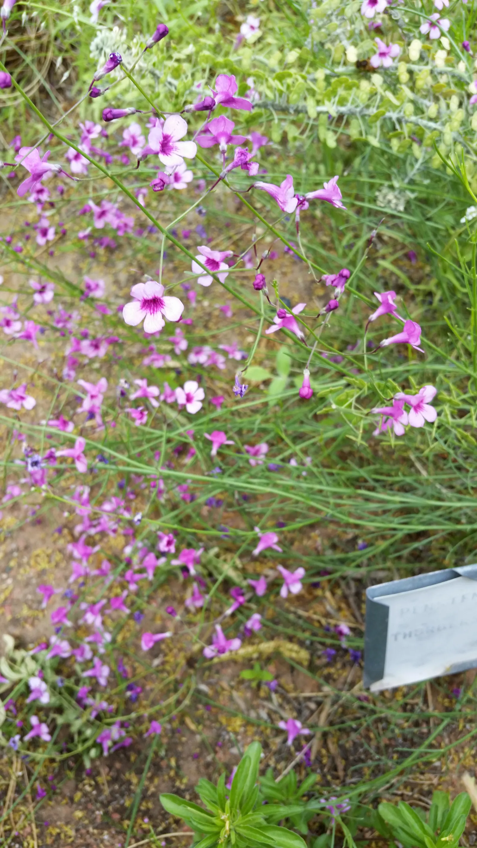 Desert Penstemon (Penstemon Pseudospectabilis) — Despite its delicate appearance