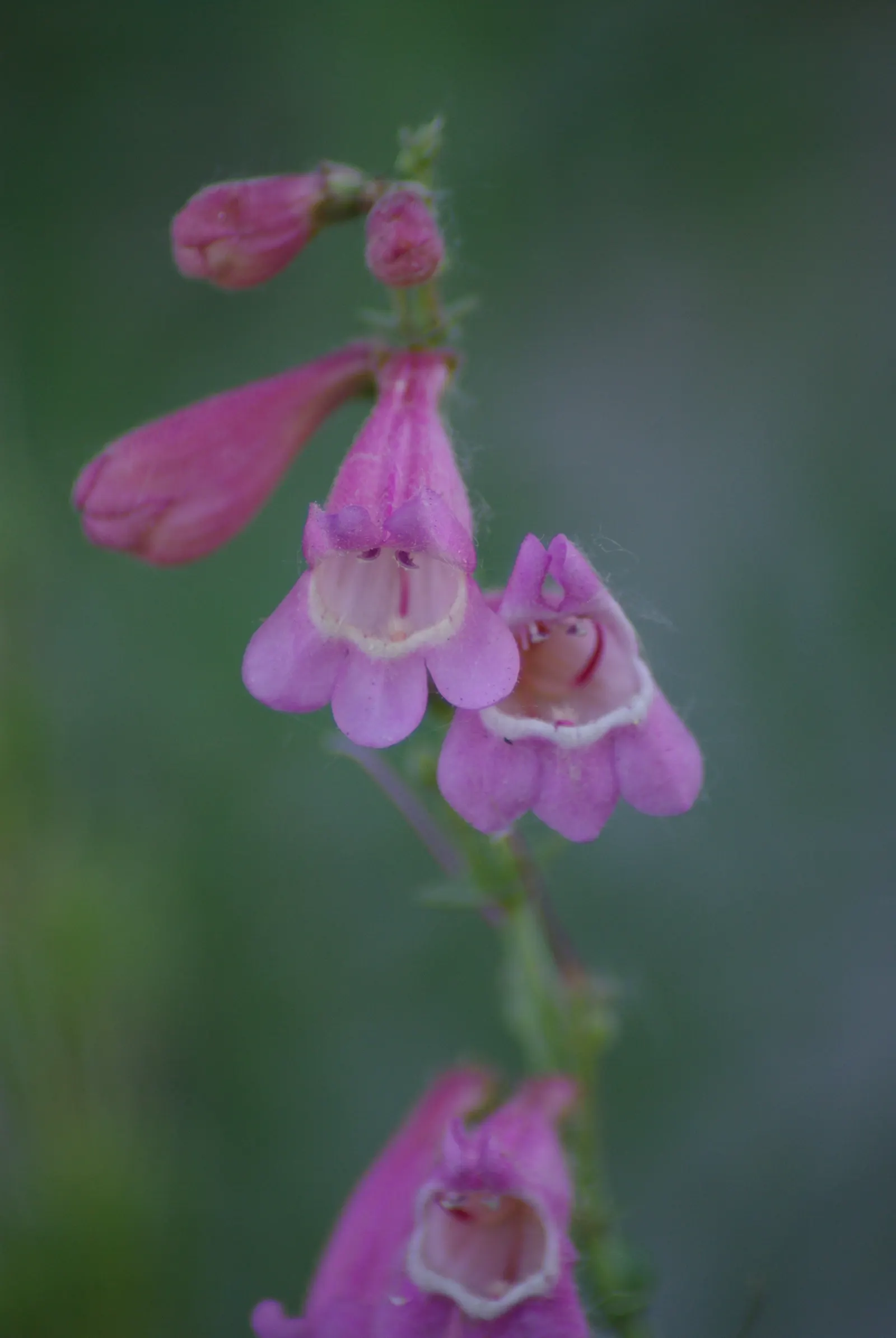 Desert Penstemon (Penstemon Pseudospectabilis) — This low-maintenance native admirably attracts pollinators, blooming from late spring to early summer