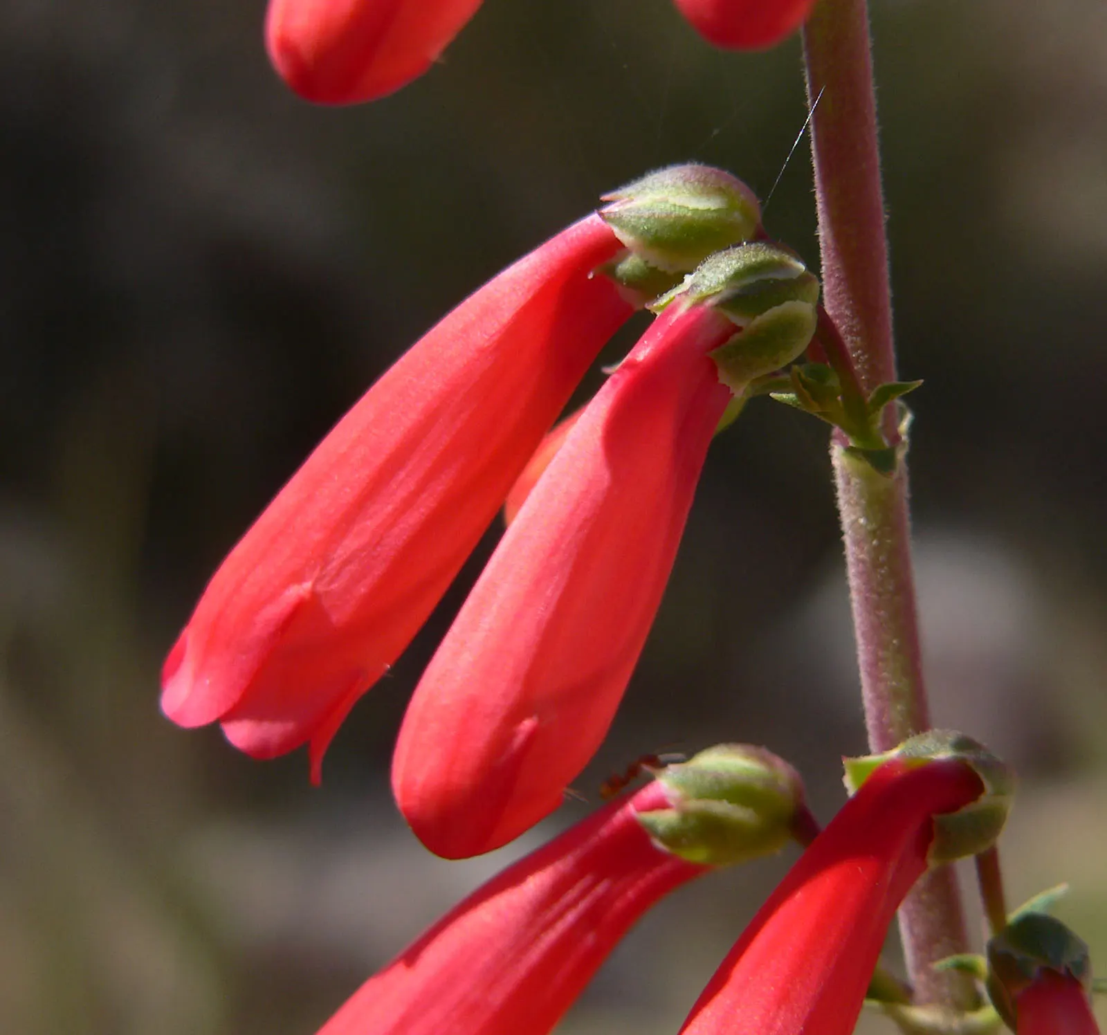 Desert Penstemon (Penstemon Pseudospectabilis) — slender stems that emanate an air of delicate strength.<br><br>Adapted to zones 4 through 9