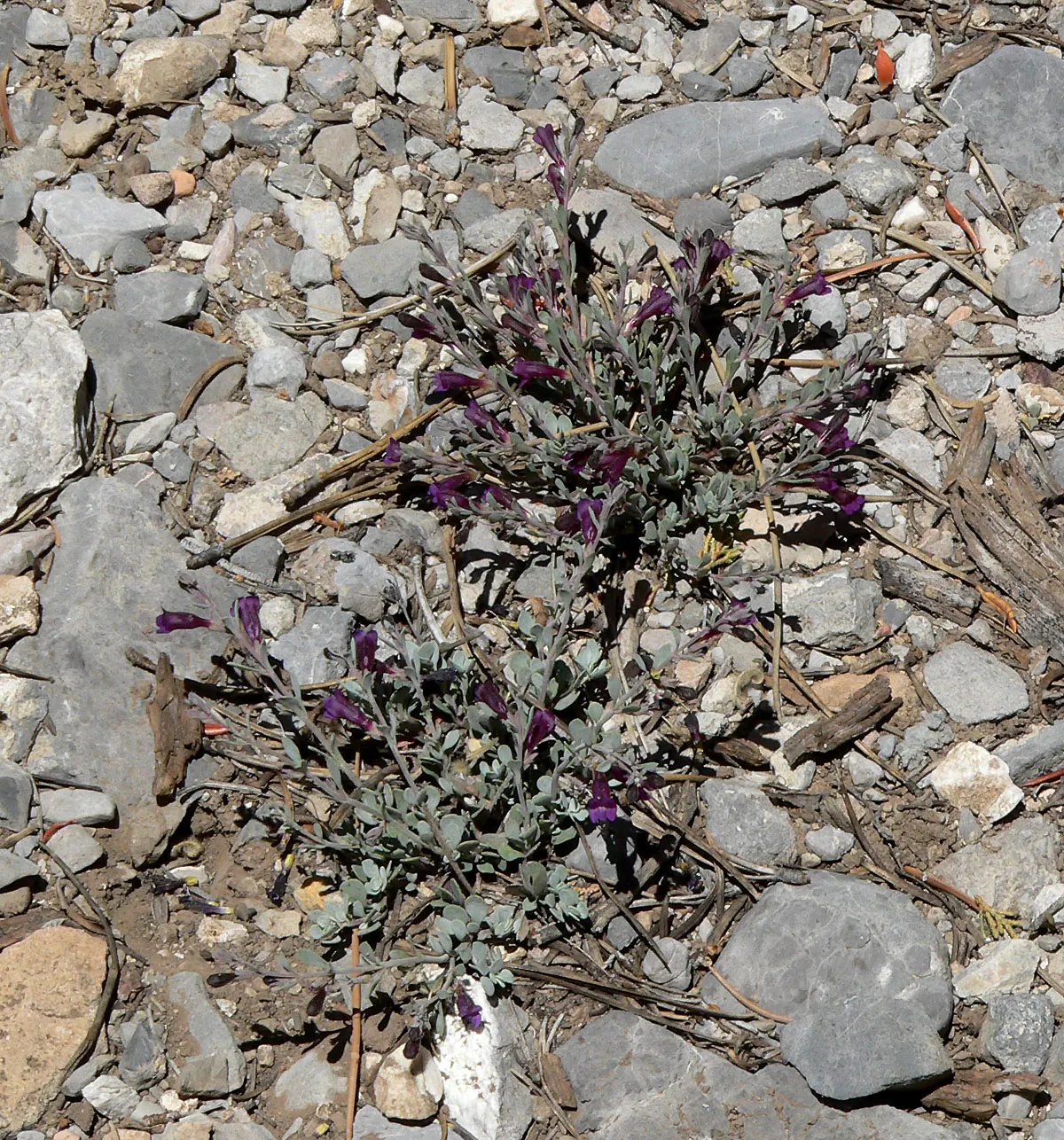 Desert Penstemon (Penstemon Pseudospectabilis) — Ideal for adding a splash of color to arid landscapes and rock gardens