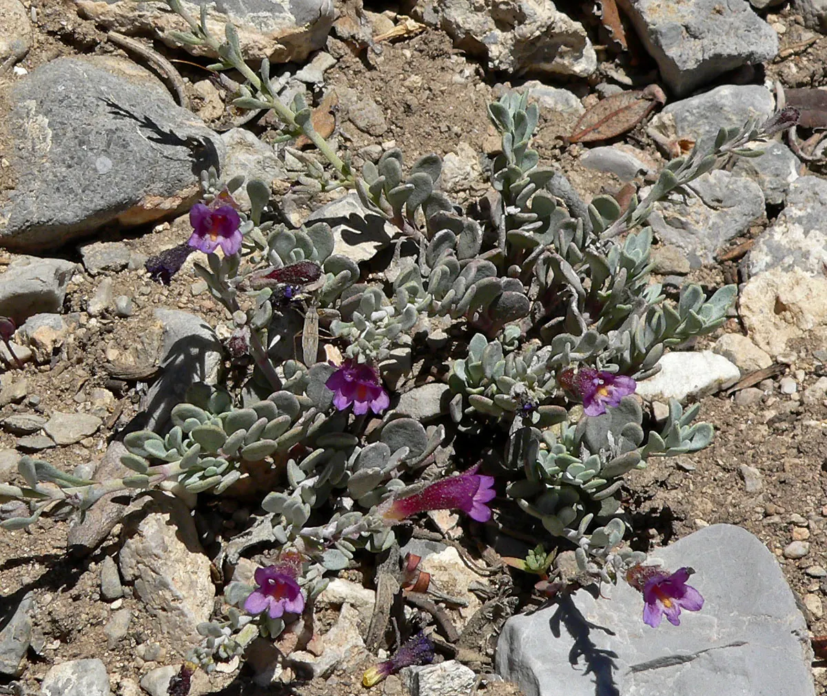 Desert Penstemon (Penstemon Pseudospectabilis) — generally from March to May