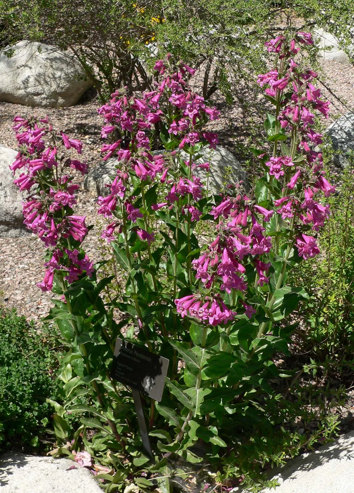 Desert Penstemon (Penstemon Pseudospectabilis) — Renowned for its striking violet to pinkish tubular flowers; this low-maintenance native admirably attracts