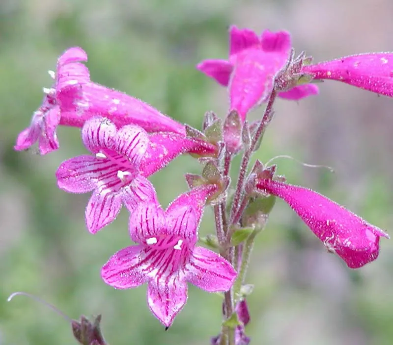 Desert Penstemon (Penstemon Pseudospectabilis) — Its showy blossoms and resilient nature will delight the clients for seasons to come