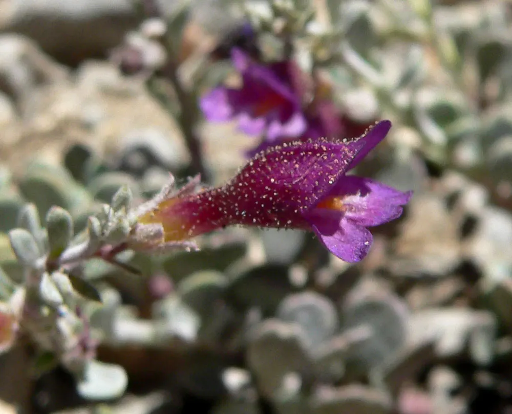 Desert Penstemon (Penstemon Pseudospectabilis) — featuring a bushy clump of erect