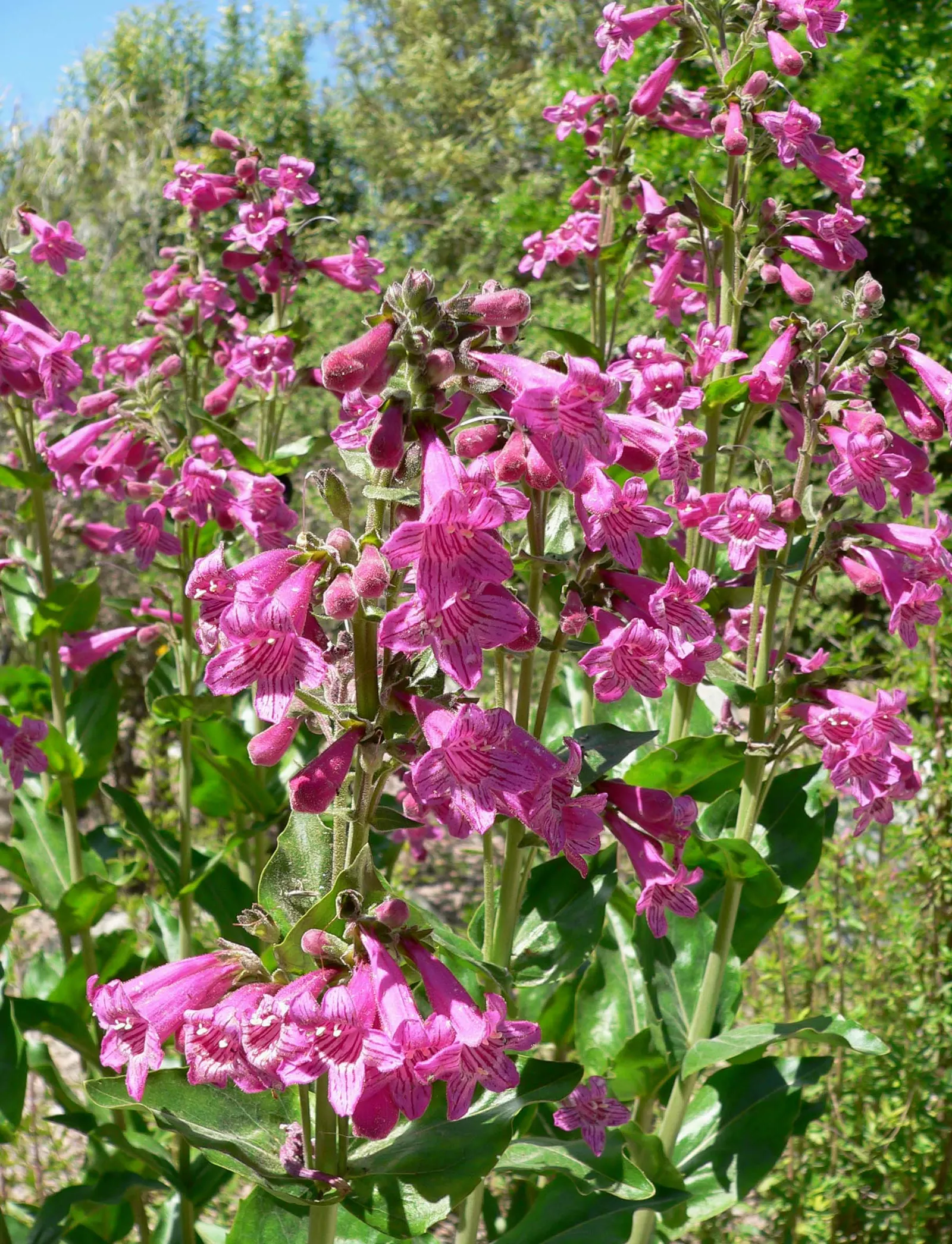 Desert Penstemon (Penstemon Pseudospectabilis) — Prefers full sun and well-drained soil; scientifically named Penstemon pseudospectabilis