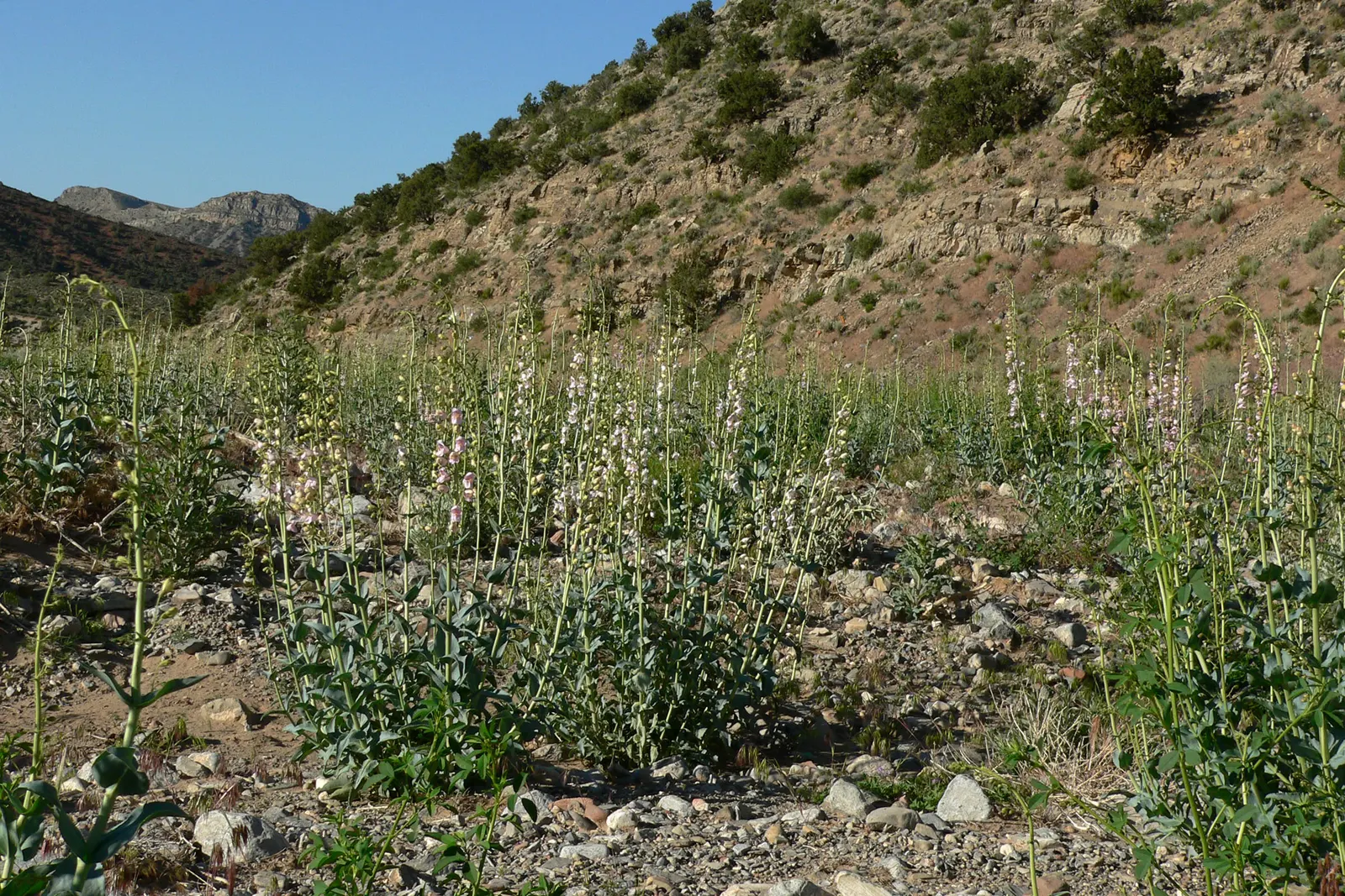 Desert Penstemon (Penstemon Pseudospectabilis) — it reaches 2-3 feet in height and spreads up to 24 inches