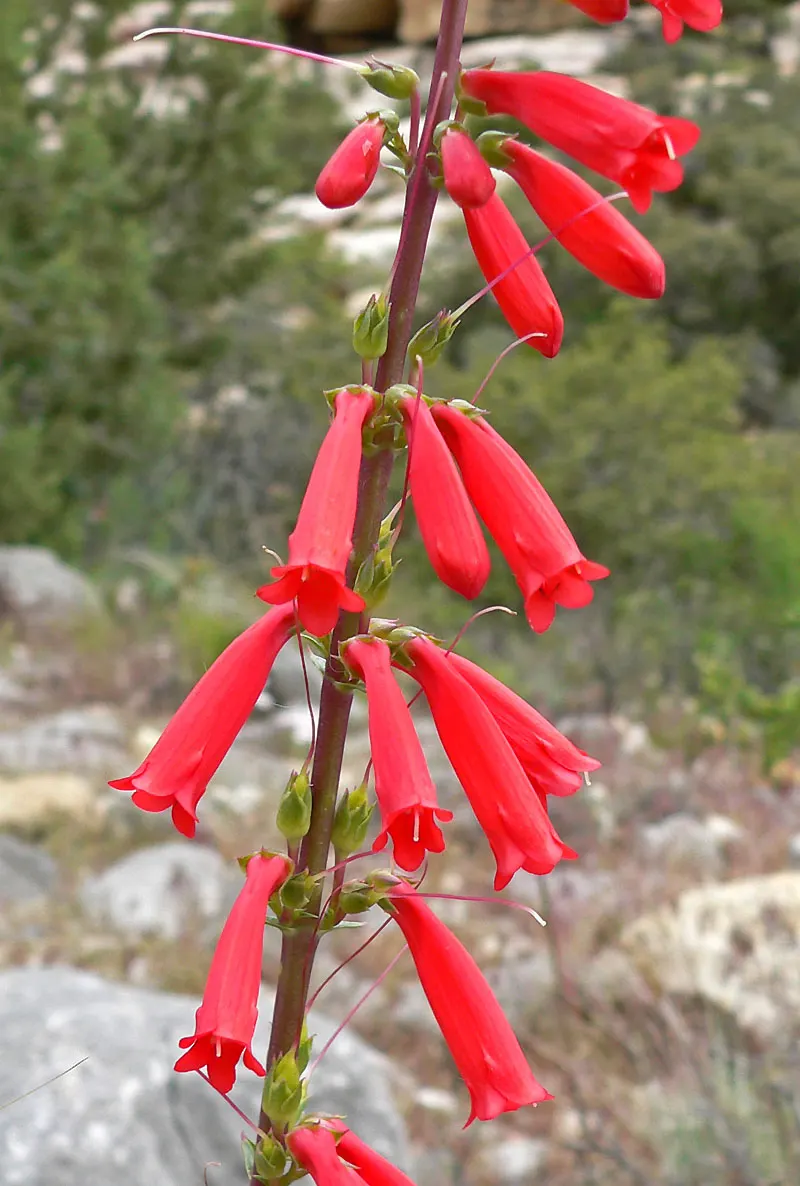 Desert Penstemon (Penstemon Pseudospectabilis) — and is remarkably drought-resistant once established