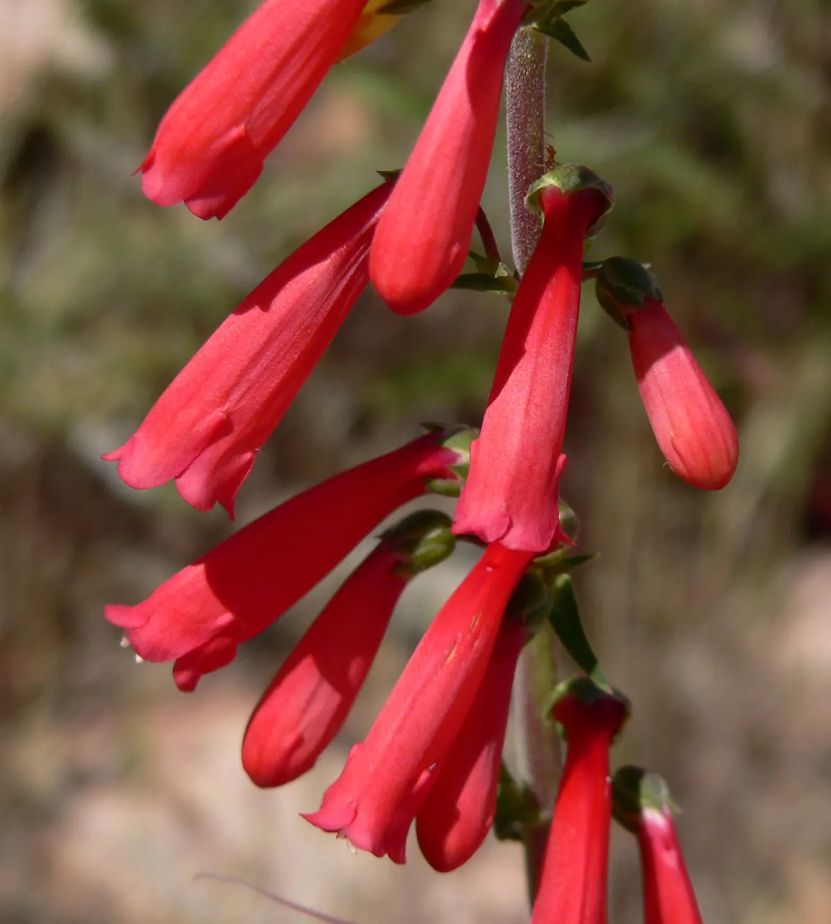 Desert Penstemon (Penstemon Pseudospectabilis) — It prefers well-drained soil
