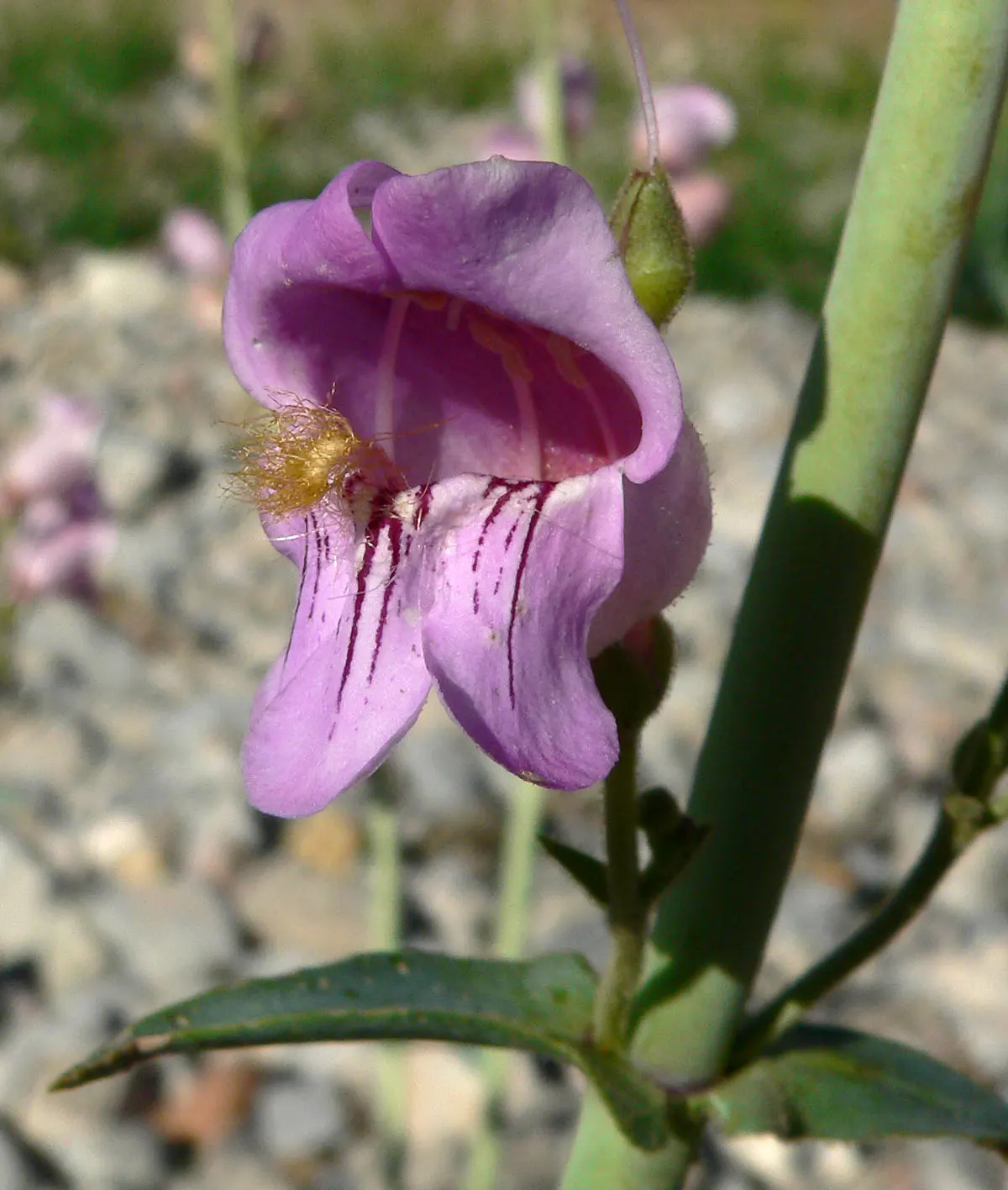 Desert Penstemon (Penstemon Pseudospectabilis) — It can reach a mature height of about 2 to 4 feet and spreads 1 to 2 feet wide; origins tie it to the Southwest