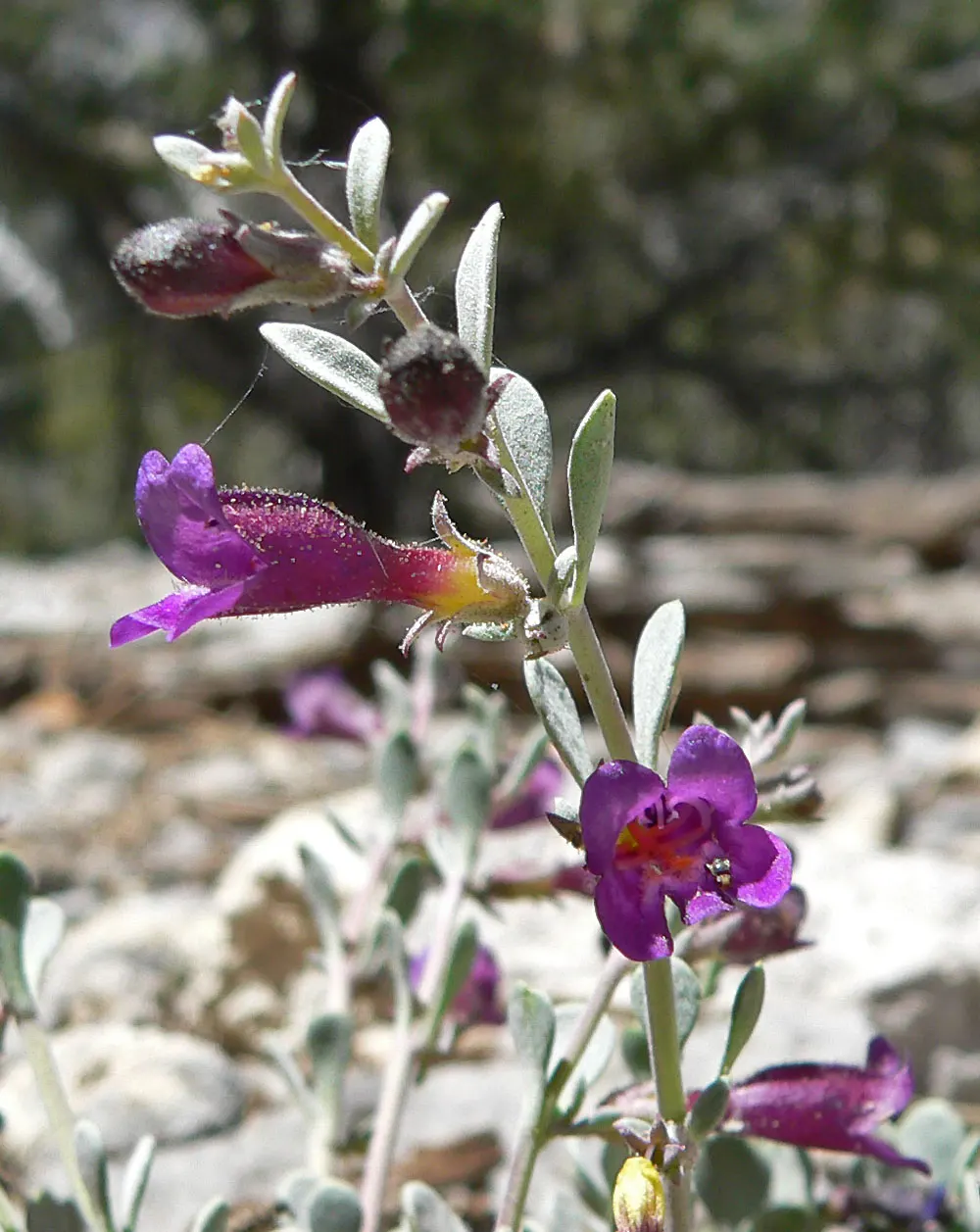 Desert Penstemon (Penstemon Pseudospectabilis) — sandy or gravelly substrates