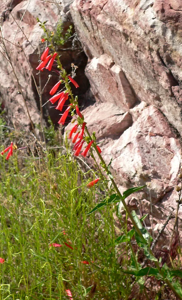 Desert Penstemon (Penstemon Pseudospectabilis) — With striking tubular flowers in shades of pink to violet