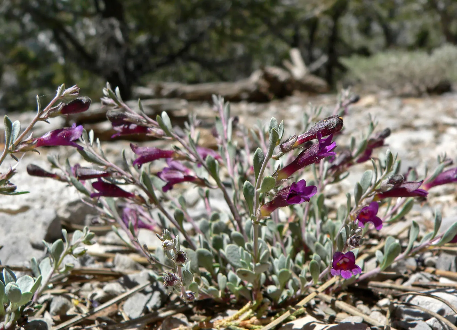 Desert Penstemon (Penstemon Pseudospectabilis) — the Desert Penstemon thrives in full sun exposures but can tolerate partial shade
