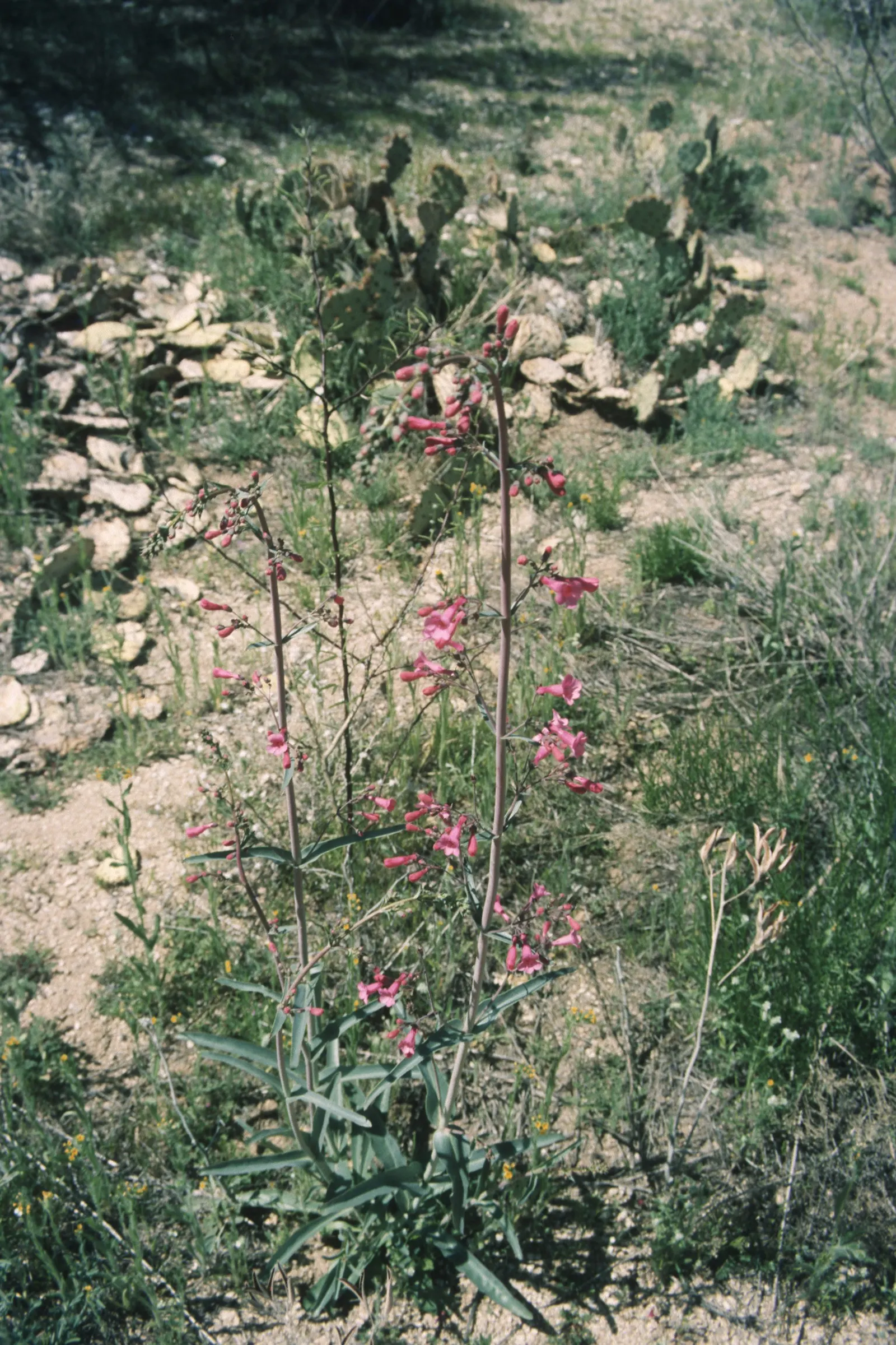 Desert Penstemon (Penstemon Pseudospectabilis) — sandy or gravelly substrates; perennial with pink blooms