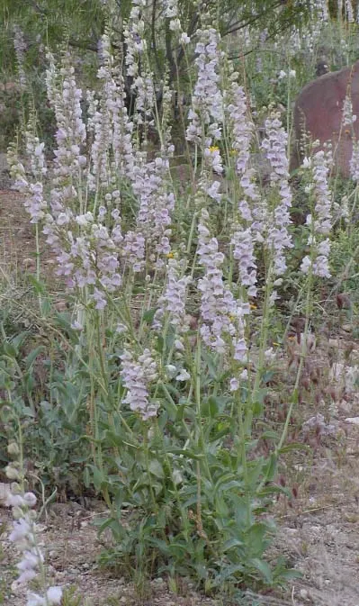 Desert Penstemon (Penstemon Pseudospectabilis) — It prefers well-drained soil; it is crucial to note that the Desert Penstemon attracts pollinators such as