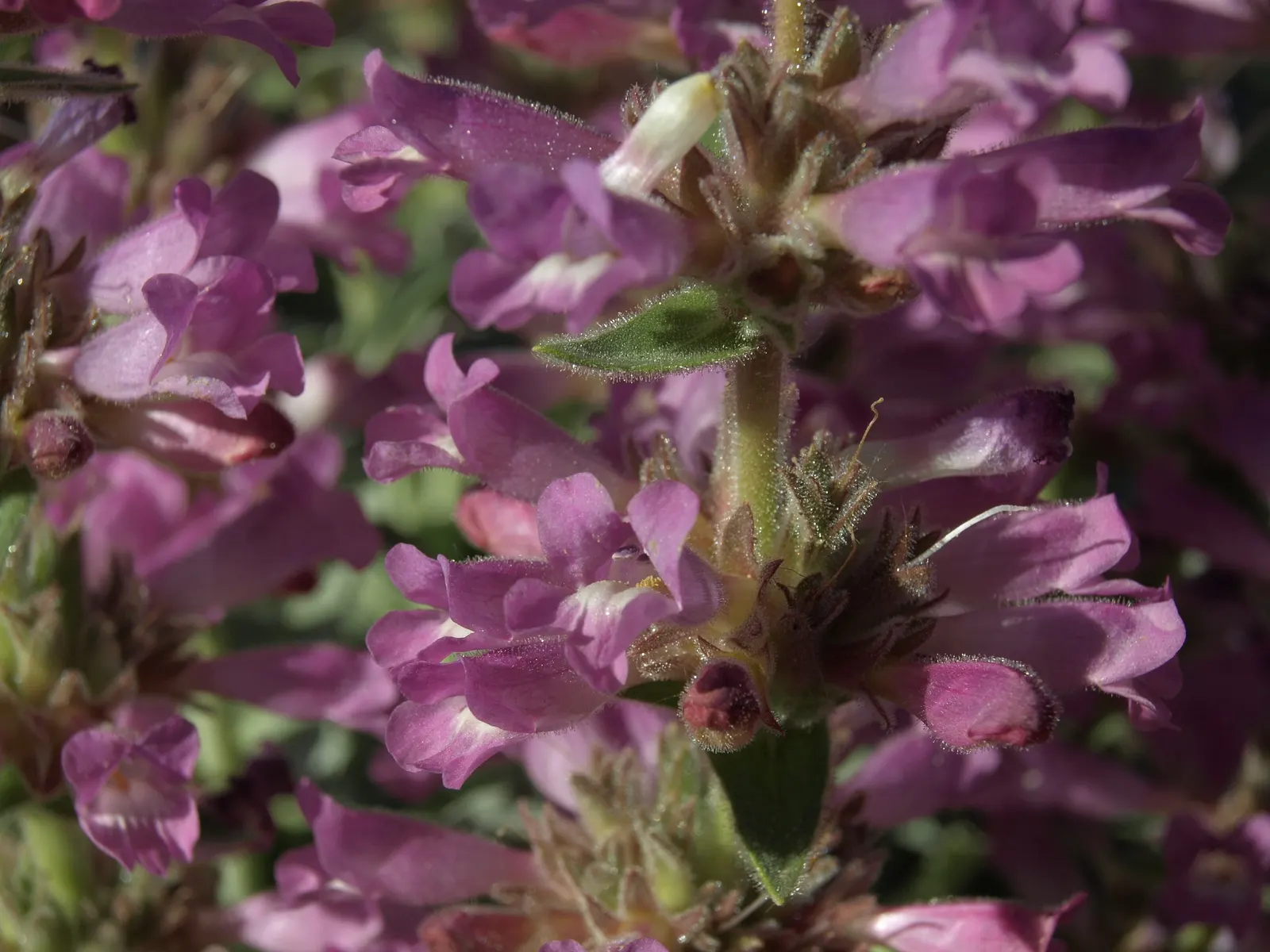 Desert Penstemon (Penstemon Pseudospectabilis) — Regular deadheading can promote longer flowering periods, enhancing the visual appeal
