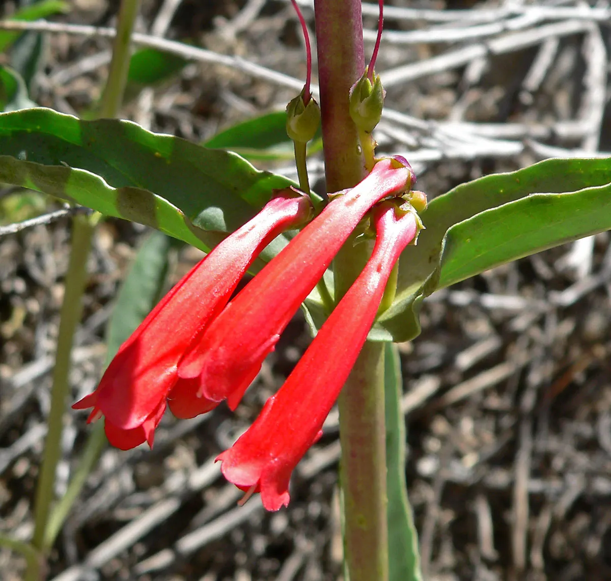 Desert Penstemon (Penstemon Pseudospectabilis) — and is remarkably drought-resistant once established; prefers full sun and well-drained soil