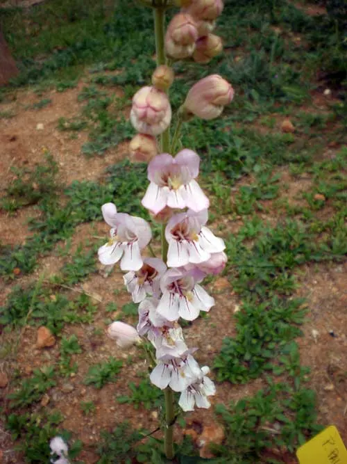Desert Penstemon (Penstemon Pseudospectabilis) — perennial with pink blooms