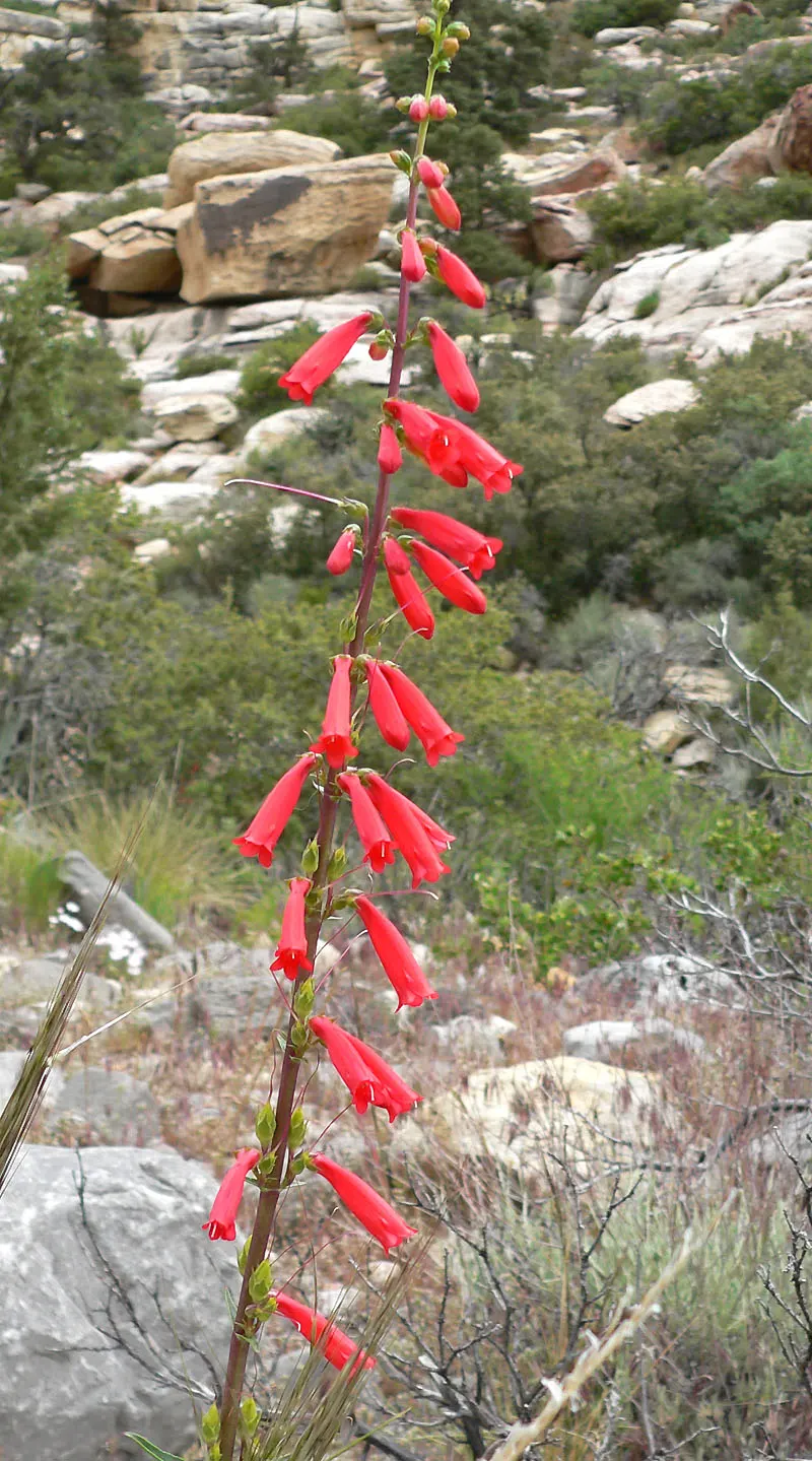 Desert Penstemon (Penstemon Pseudospectabilis) — this perennial blooms profusely in the spring