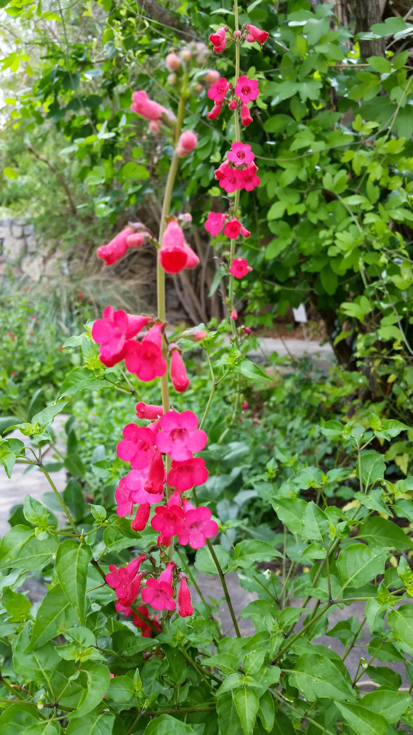 Desert Penstemon (Penstemon Pseudospectabilis) — it is crucial to note that the Desert Penstemon attracts pollinators such as hummingbirds and bees