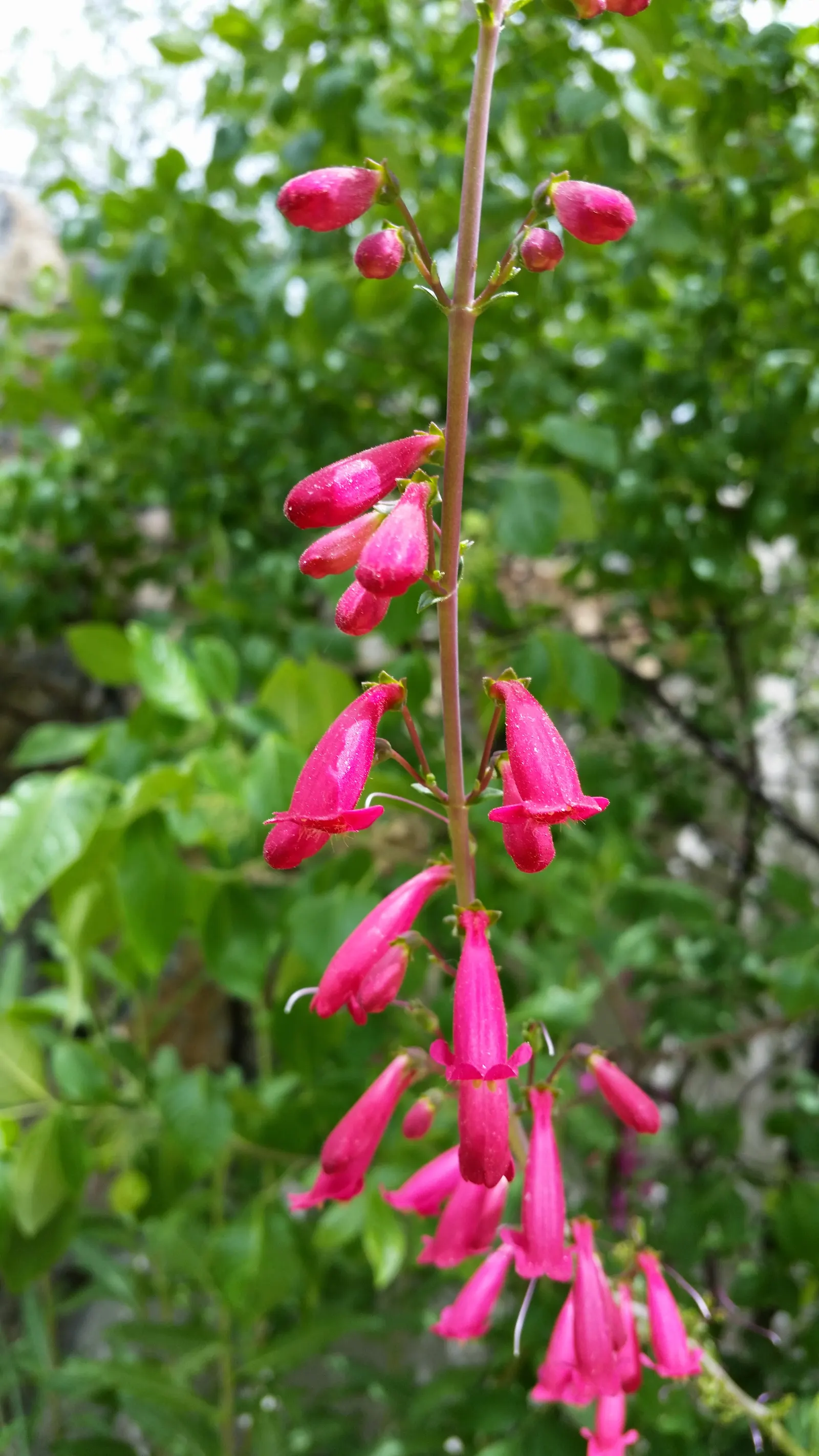 Desert Penstemon (Penstemon Pseudospectabilis) — drought-tolerant perennial