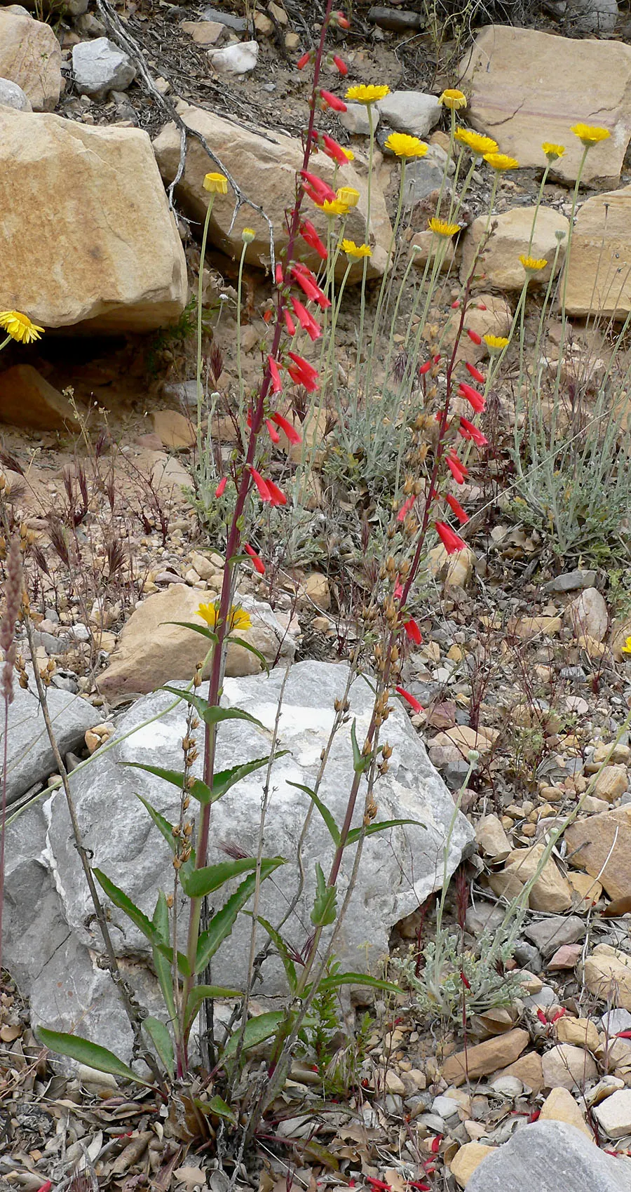 Desert Penstemon (Penstemon Pseudospectabilis) — scientifically named Penstemon pseudospectabilis