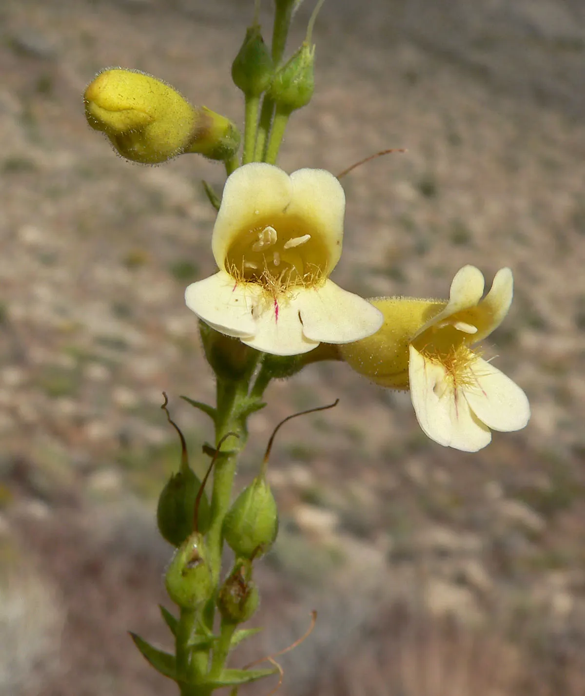 Desert Penstemon (Penstemon Pseudospectabilis) — the Desert Penstemon thrives in full sun exposures but can tolerate partial shade, image 47